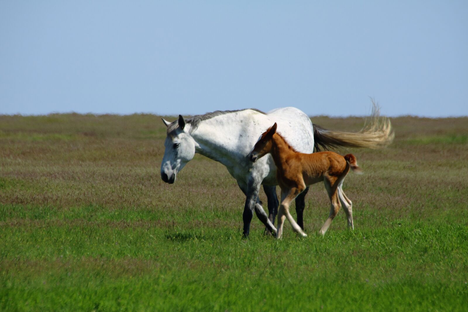 Canon EOS 750D (EOS Rebel T6i / EOS Kiss X8i) sample photo. Horses, foal, mare photography