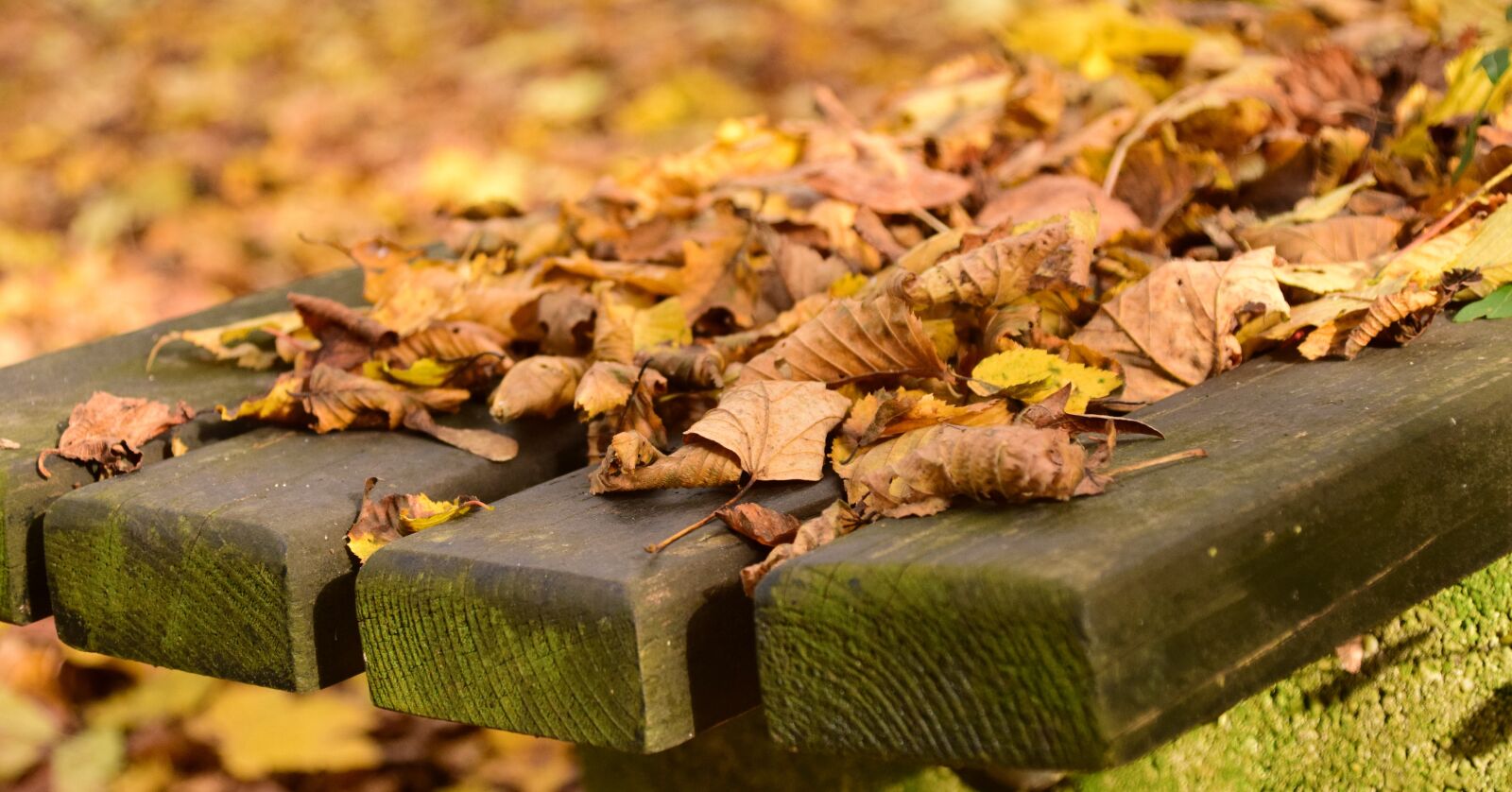 Nikon D3300 sample photo. Leaves, autumn, november photography