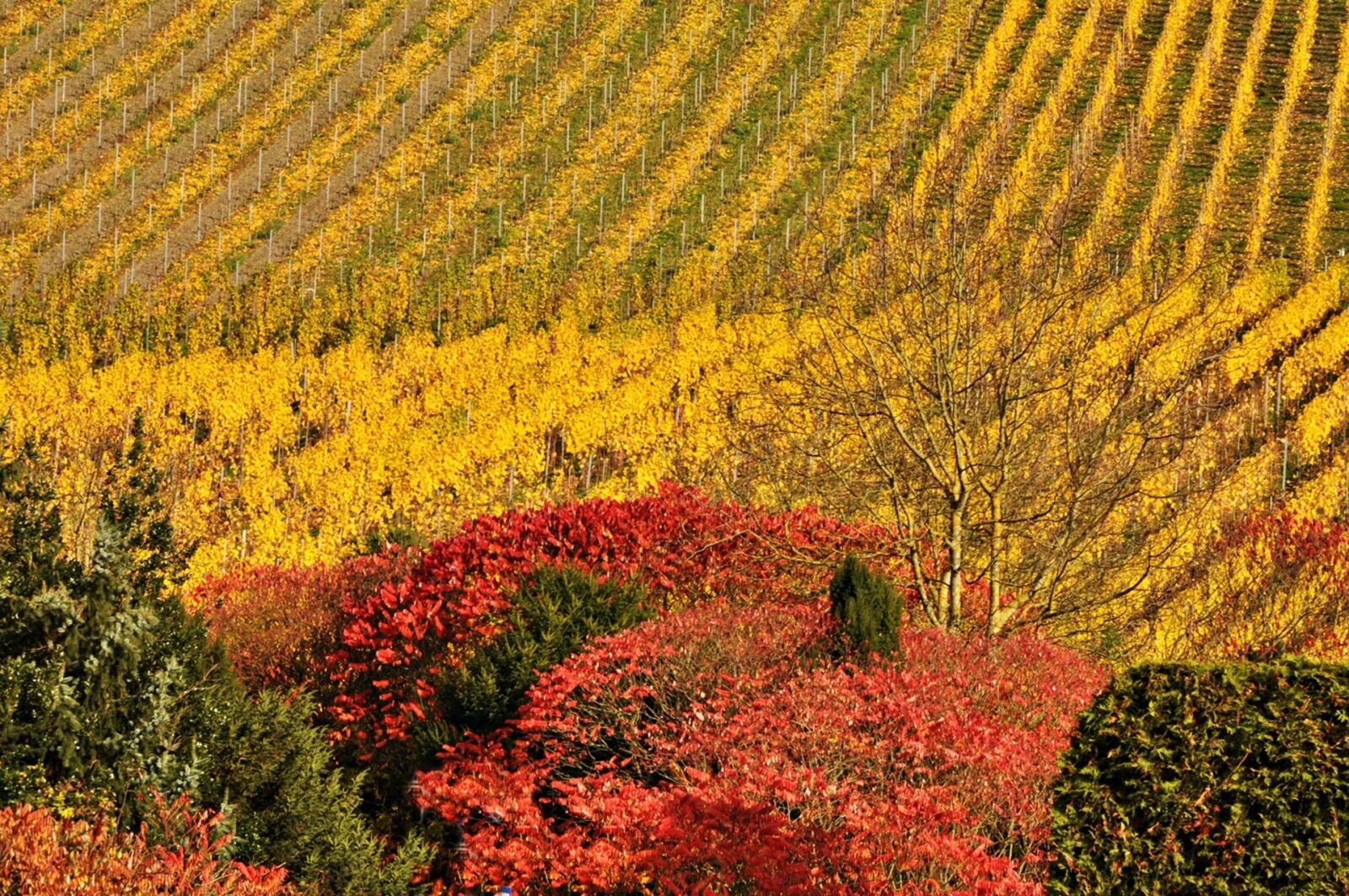 Nikon D90 sample photo. Autumn, mosel, vineyards photography