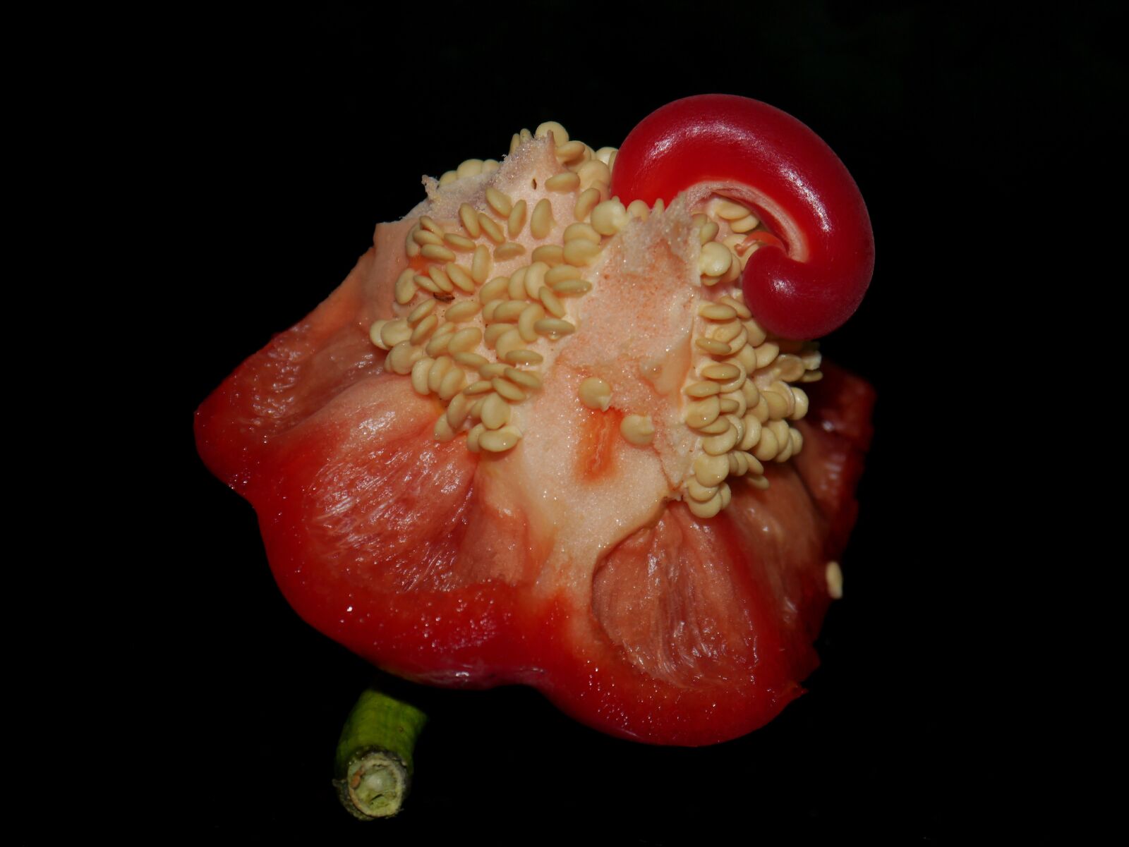 Panasonic Lumix DMC-G3 sample photo. Red pepper, seeds, red photography