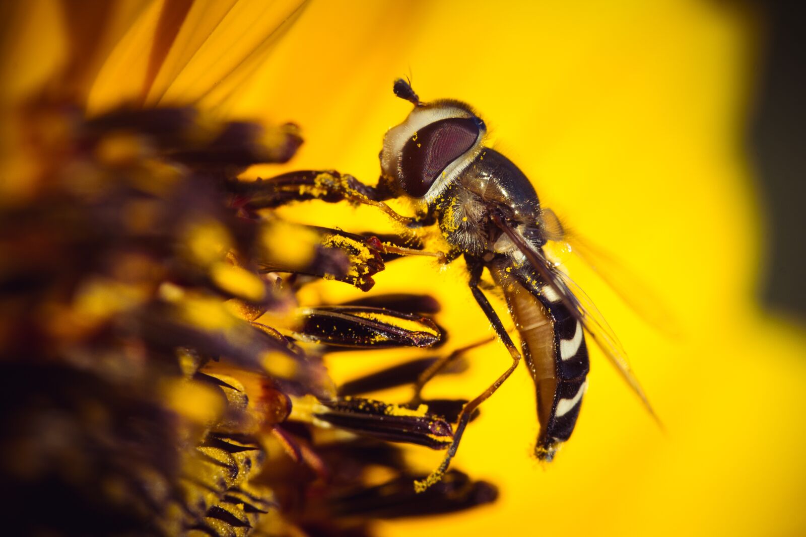 Canon EOS 60D sample photo. Insect, blossom, bloom photography