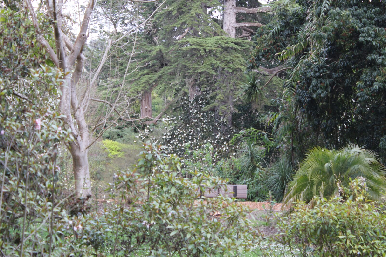 Canon EOS 550D (EOS Rebel T2i / EOS Kiss X4) sample photo. Golden gate park, san photography