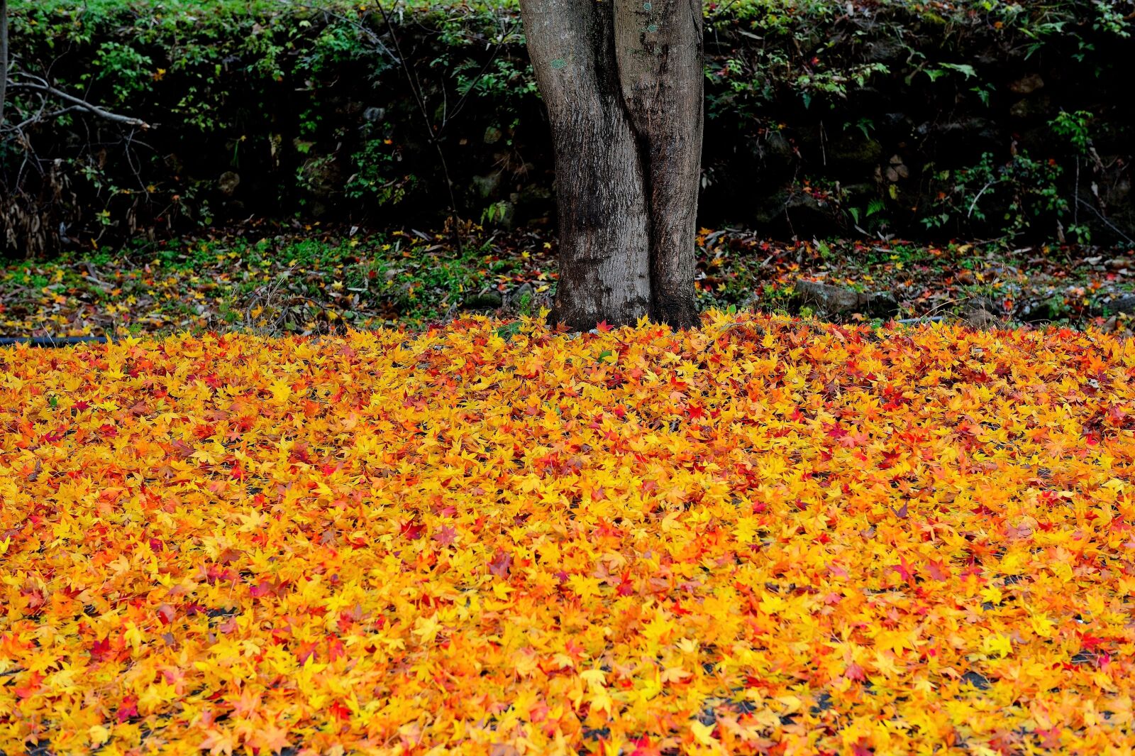 Nikon D3S sample photo. Nature, nature of order photography