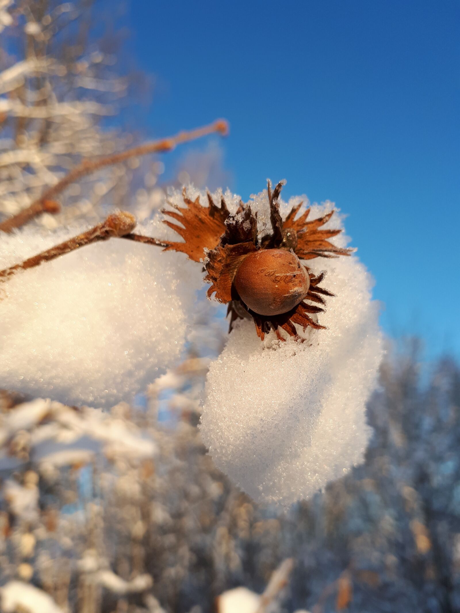 Samsung Galaxy A5(2017) sample photo. Winter, walnut, snow photography