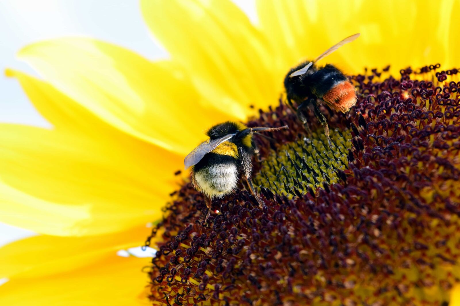 Nikon D3300 sample photo. Bee, nature, sunflower, pollination photography