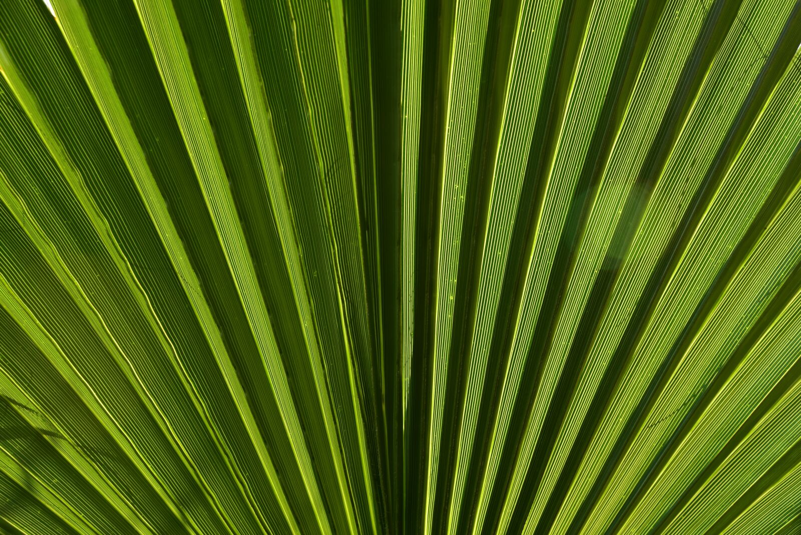 Nikon D750 sample photo. Leaf, palm leaf, green photography