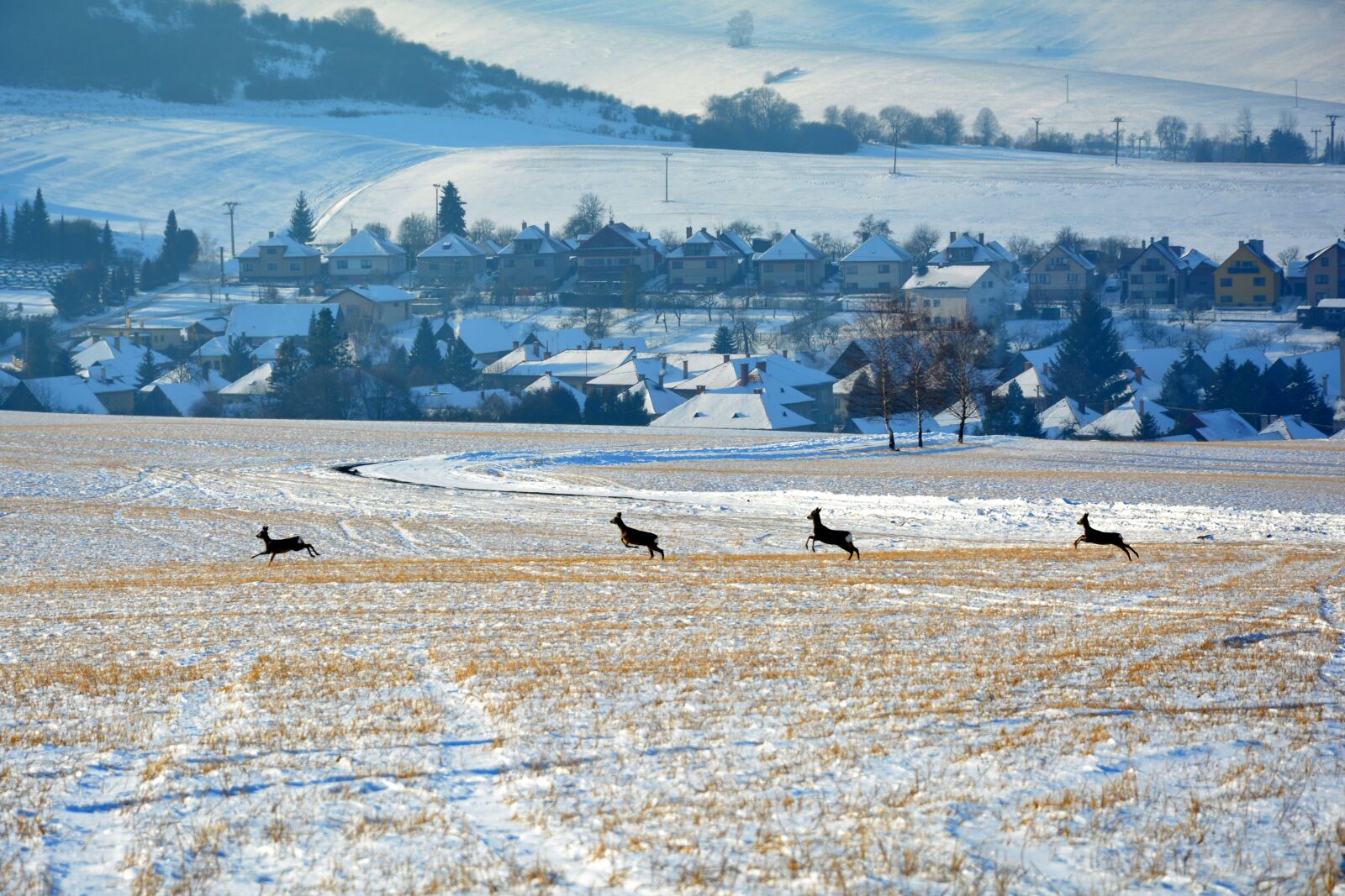 Nikon D5200 sample photo. Nature, winter, snow photography