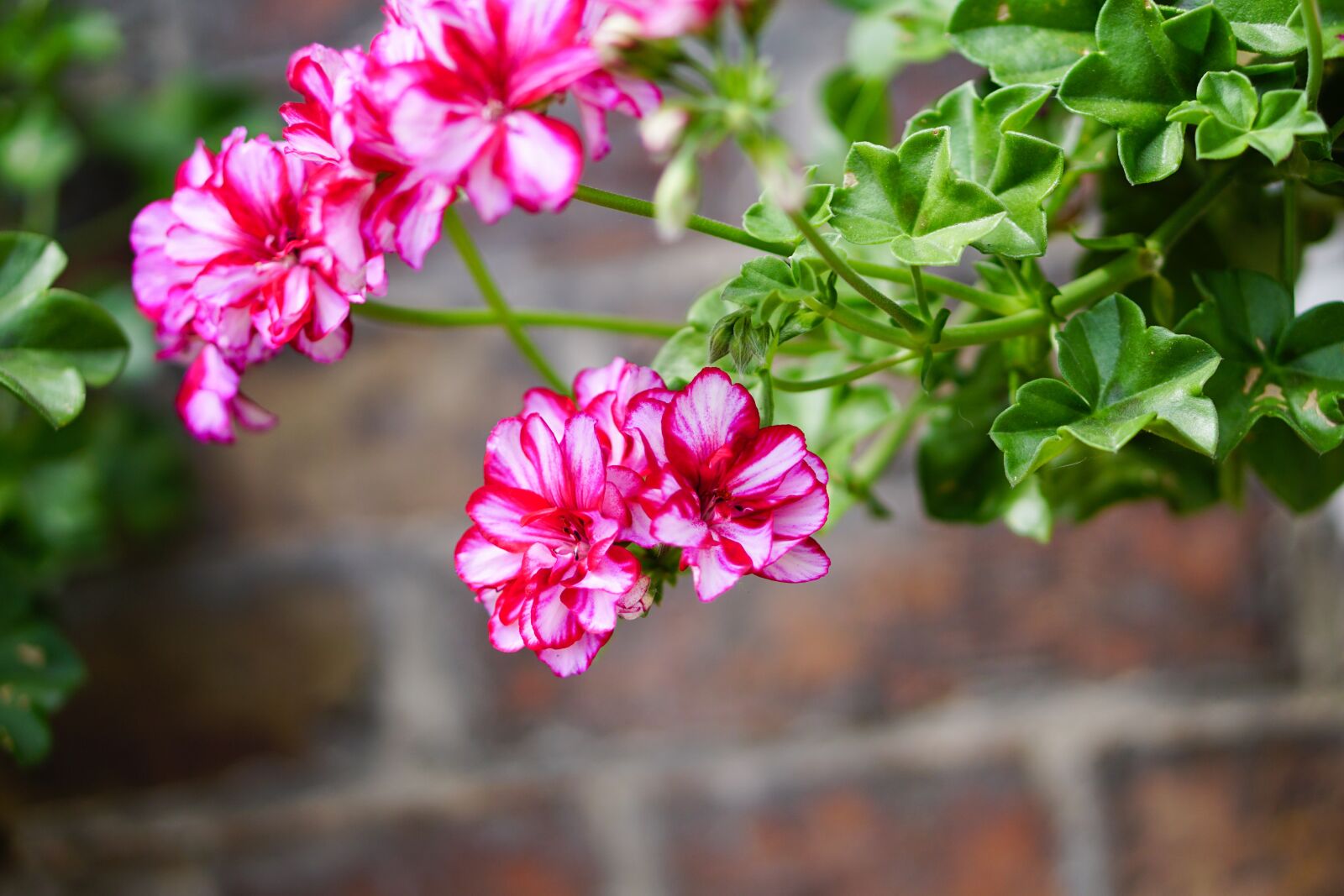 E 50mm F1.8 OSS sample photo. Pink, flowers, geranium photography