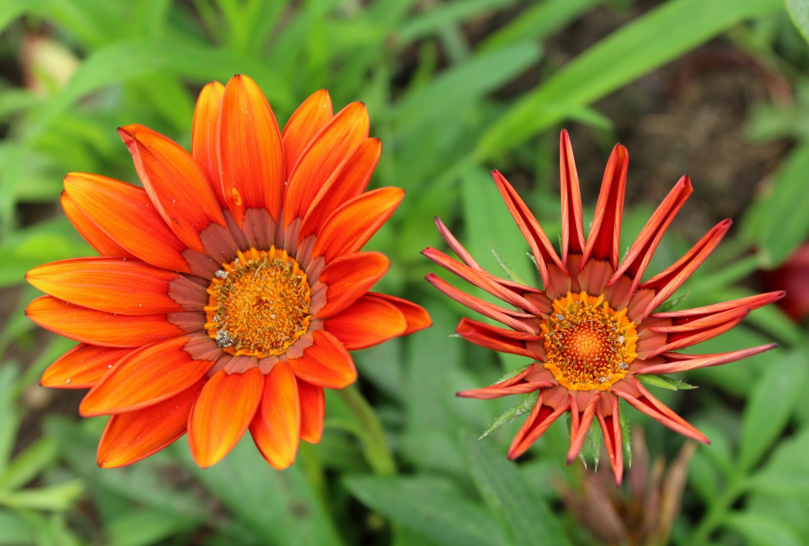 Canon EOS 1200D (EOS Rebel T5 / EOS Kiss X70 / EOS Hi) sample photo. Gazanie, flowers, gazania photography
