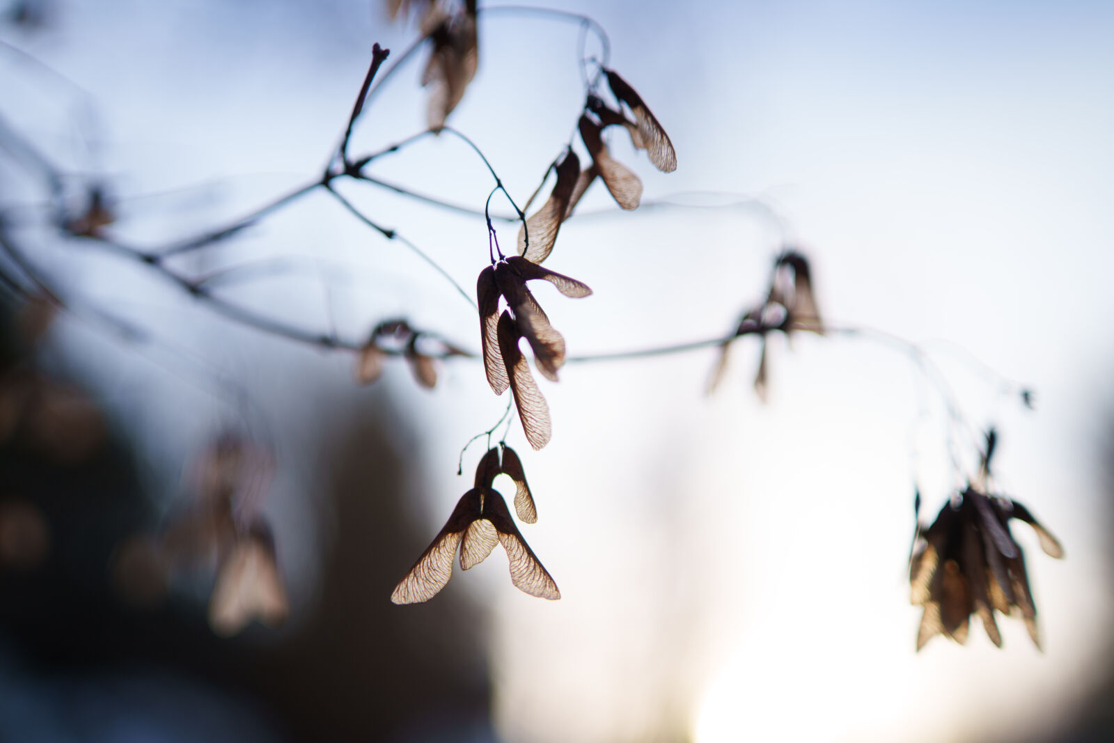 Samyang AF 35mm F1.4 P sample photo. Last season morning photography