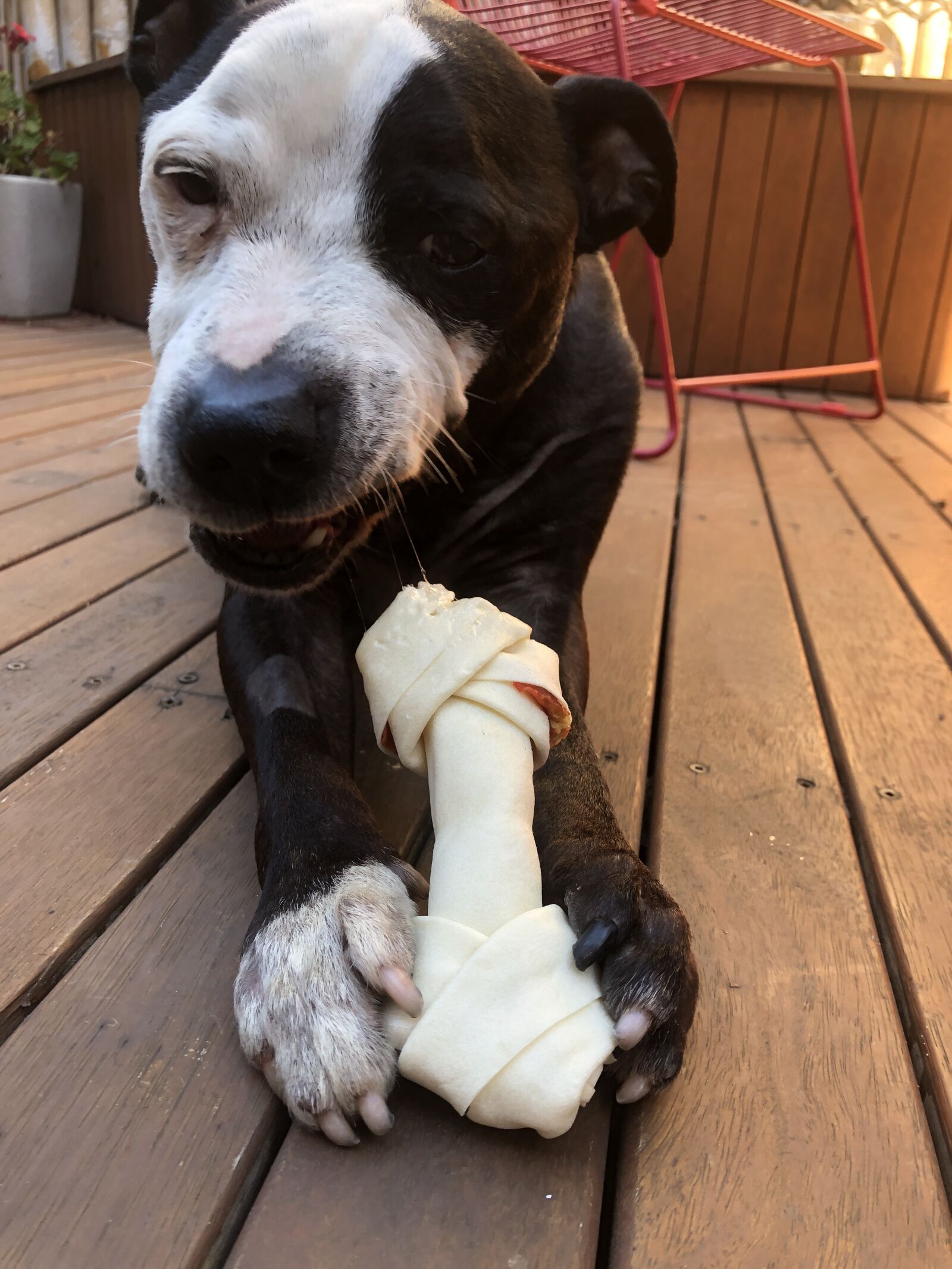 iPhone 8 back camera 3.99mm f/1.8 sample photo. Dog, eating bone, staffor photography