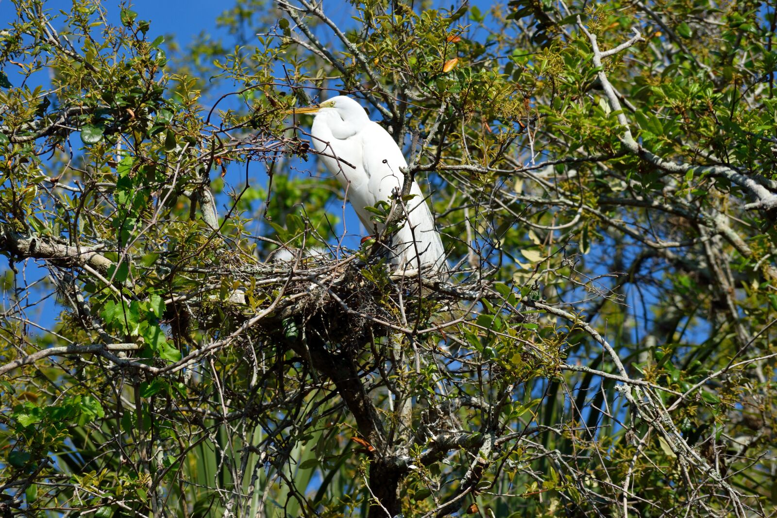 Nikon D3300 sample photo. White heron, wildlife, egret photography