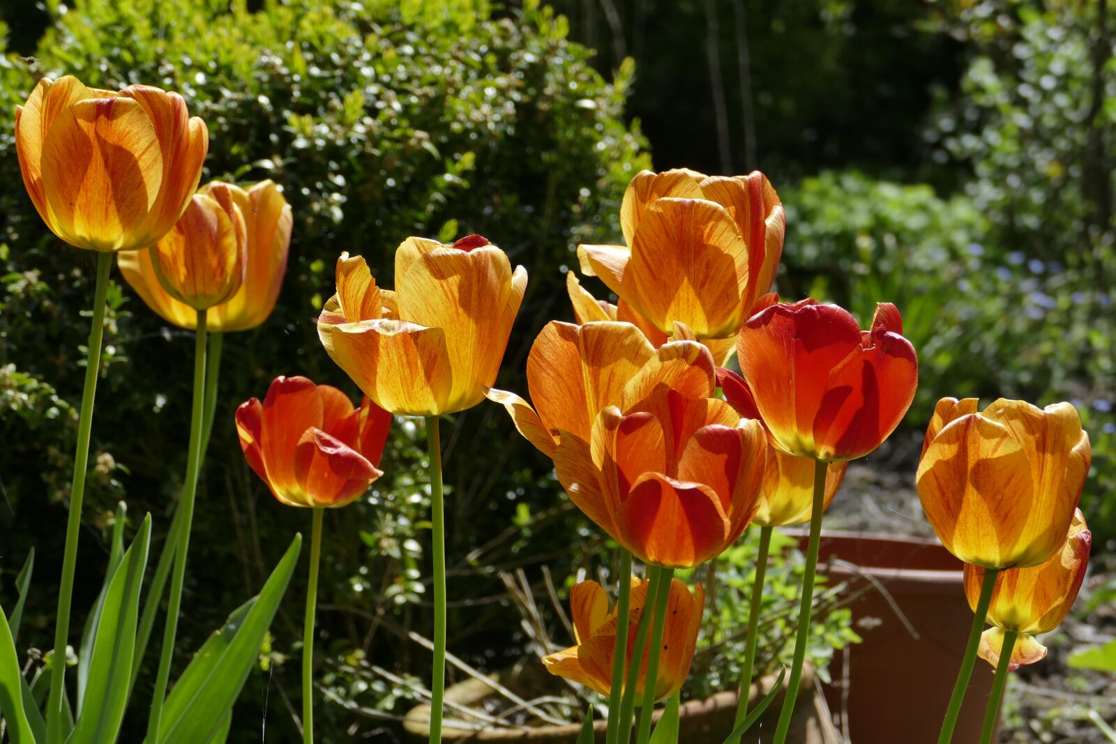 Panasonic Lumix DMC-FZ1000 sample photo. Tulips, flowers, orange photography