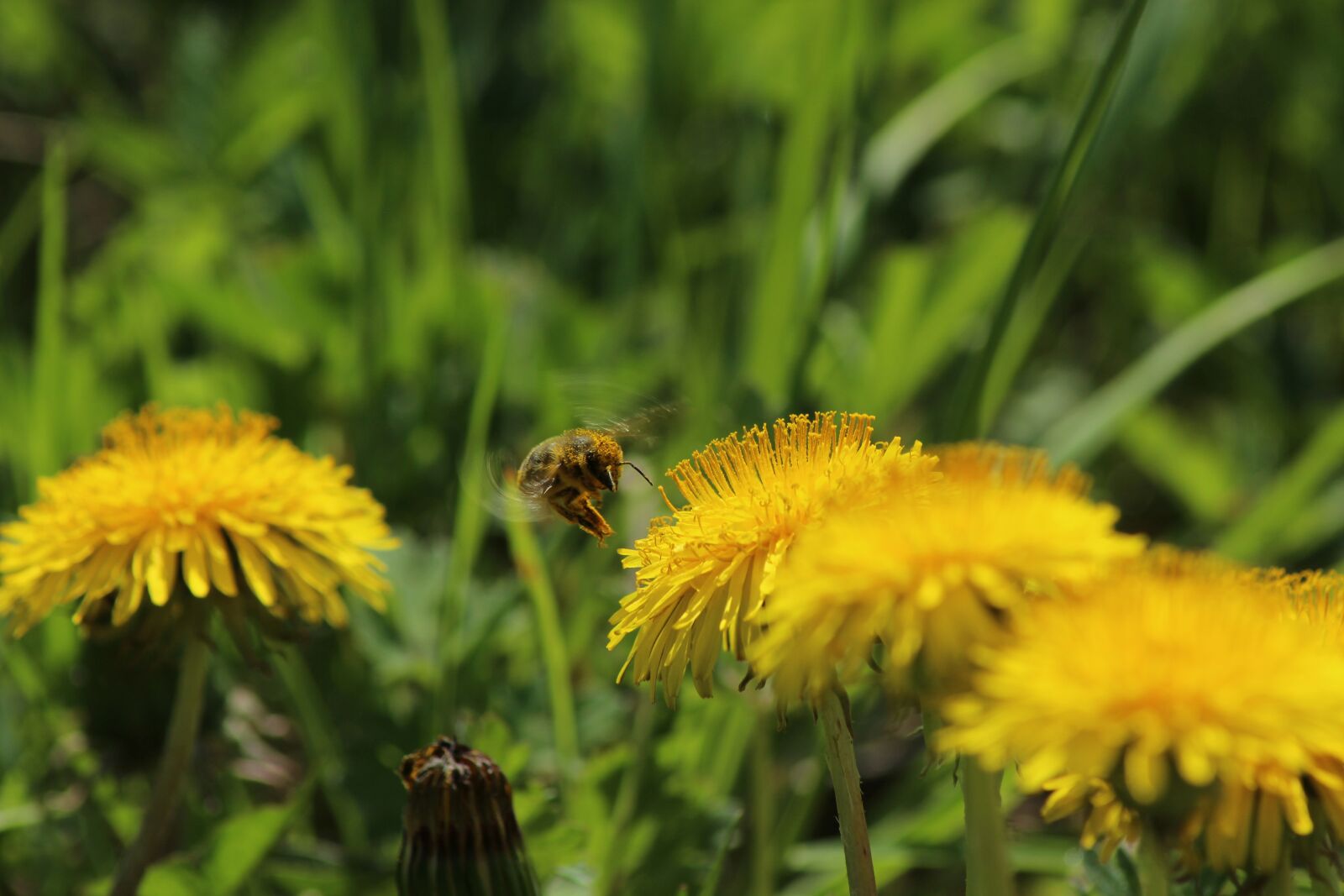 Canon EOS 600D (Rebel EOS T3i / EOS Kiss X5) sample photo. Dandelion, yellow, green photography