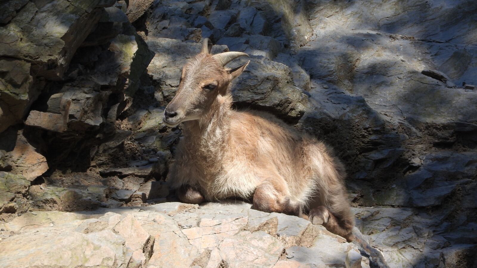 Nikon Coolpix P610 sample photo. Tahr, tahr himalayan, hemitragus photography
