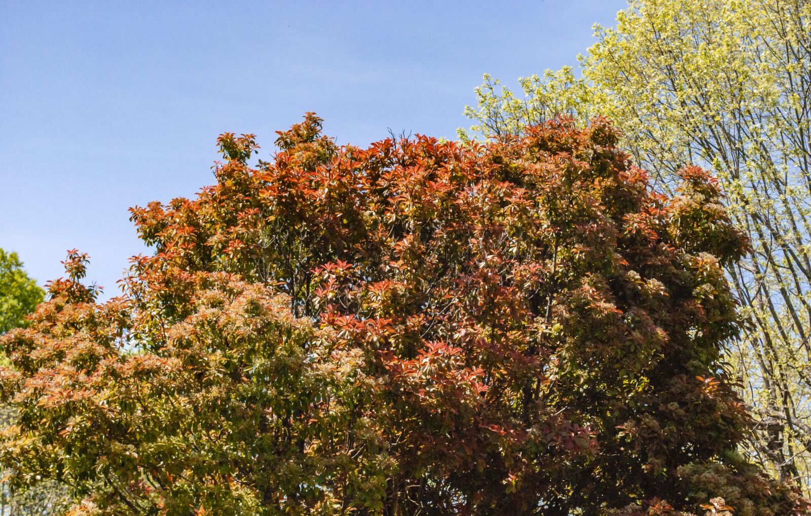 Nikon D60 sample photo. Summer, tree, nature photography