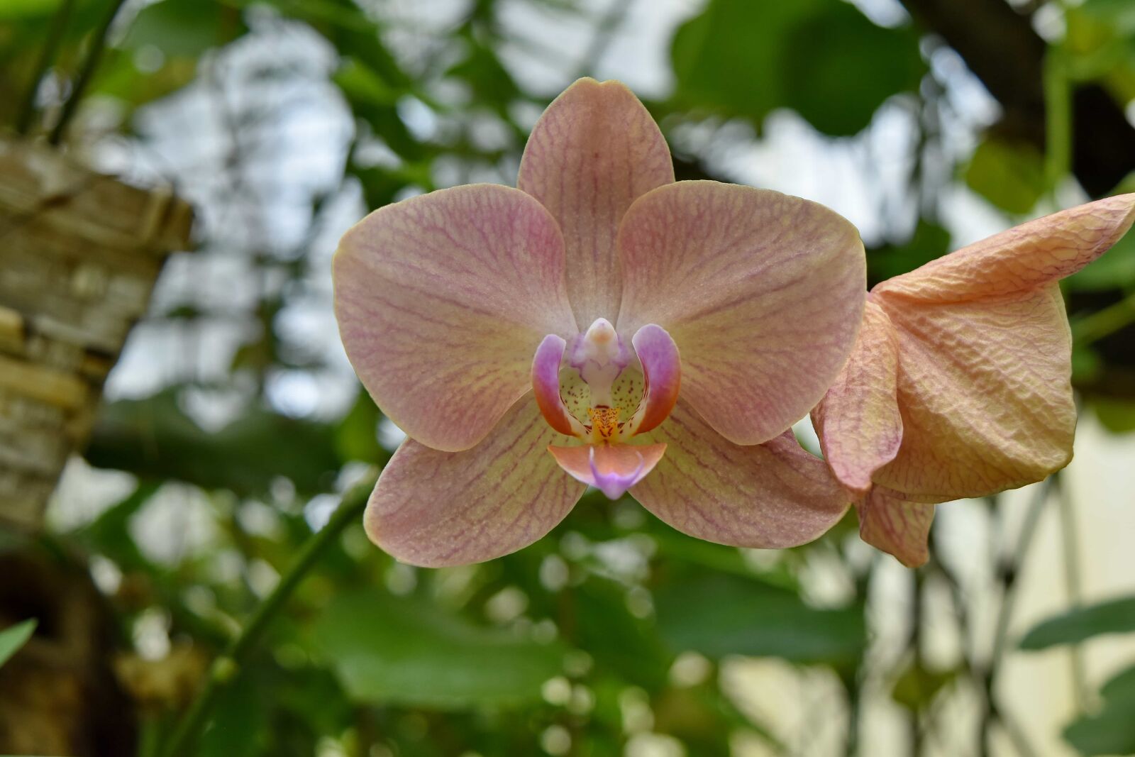 Nikon D5500 sample photo. Horticulture, orchid, pink, pistil photography