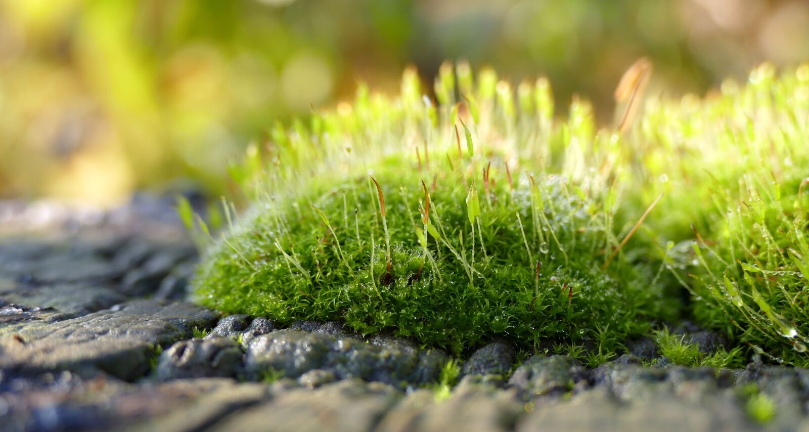 Panasonic Lumix DMC-FZ1000 sample photo. Moss, nature, autumn photography