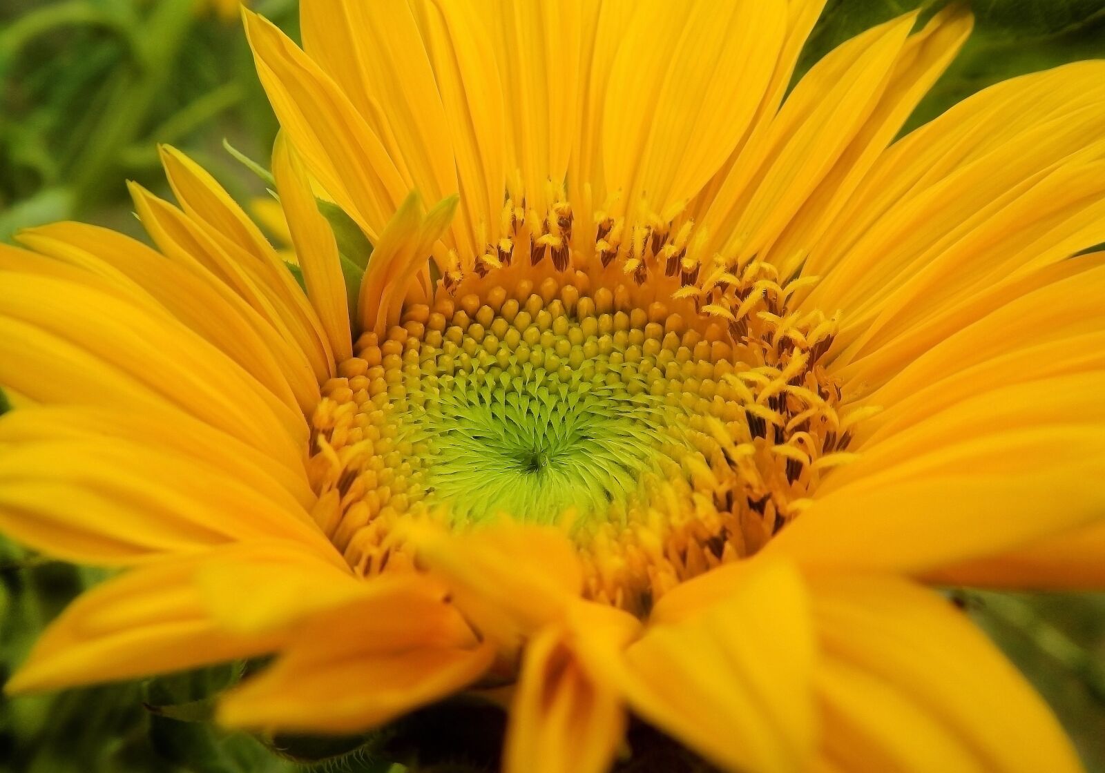 Nikon Coolpix AW110 sample photo. Sunflower, sunflowers, flower photography