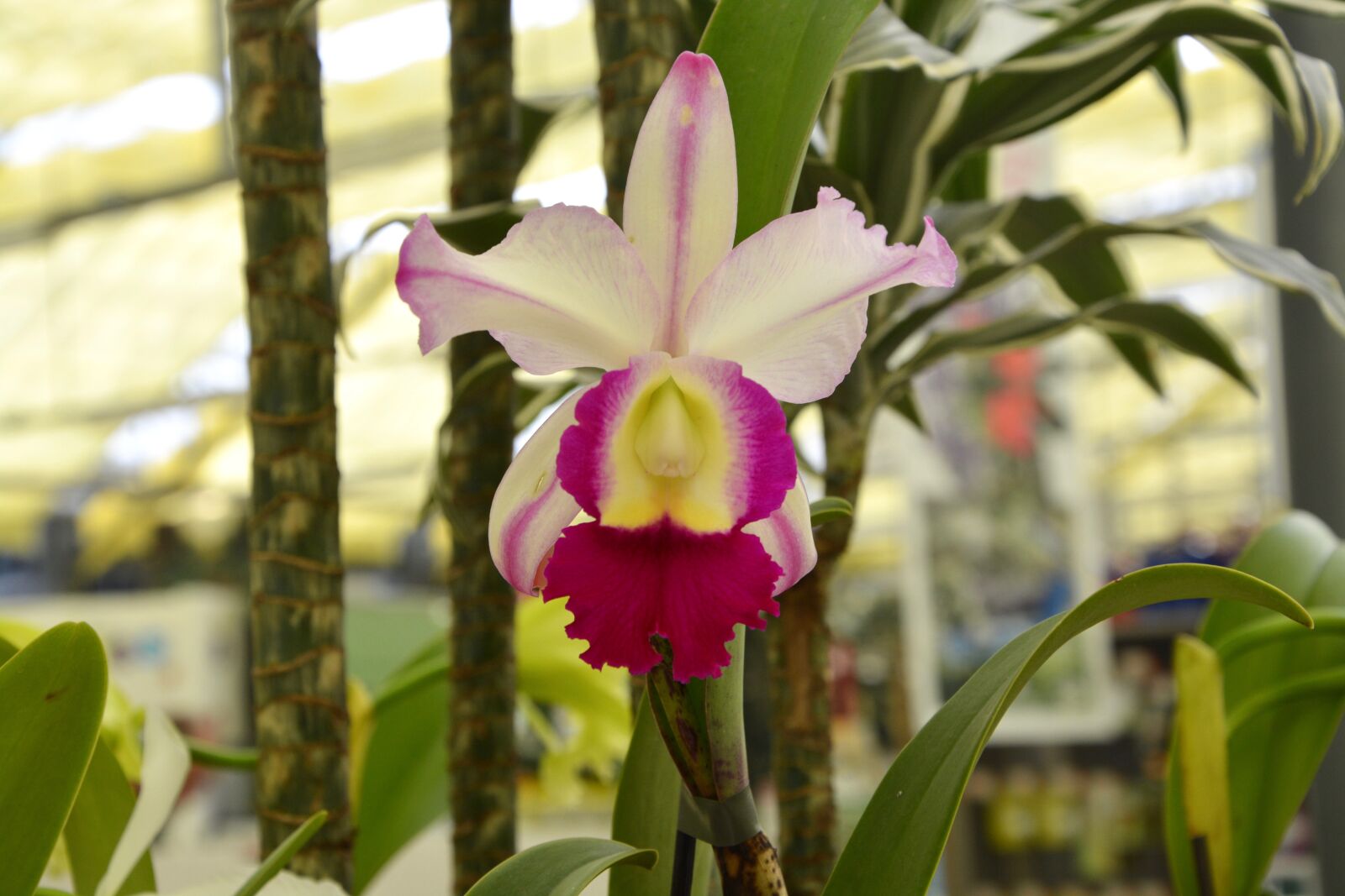 Nikon D5200 sample photo. Flower, offer decoration, exotic photography