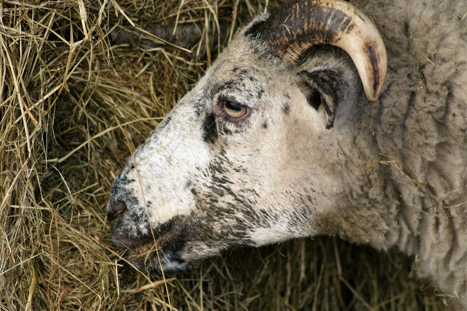 Canon EOS 350D (EOS Digital Rebel XT / EOS Kiss Digital N) sample photo. Sheep, hay, farm photography
