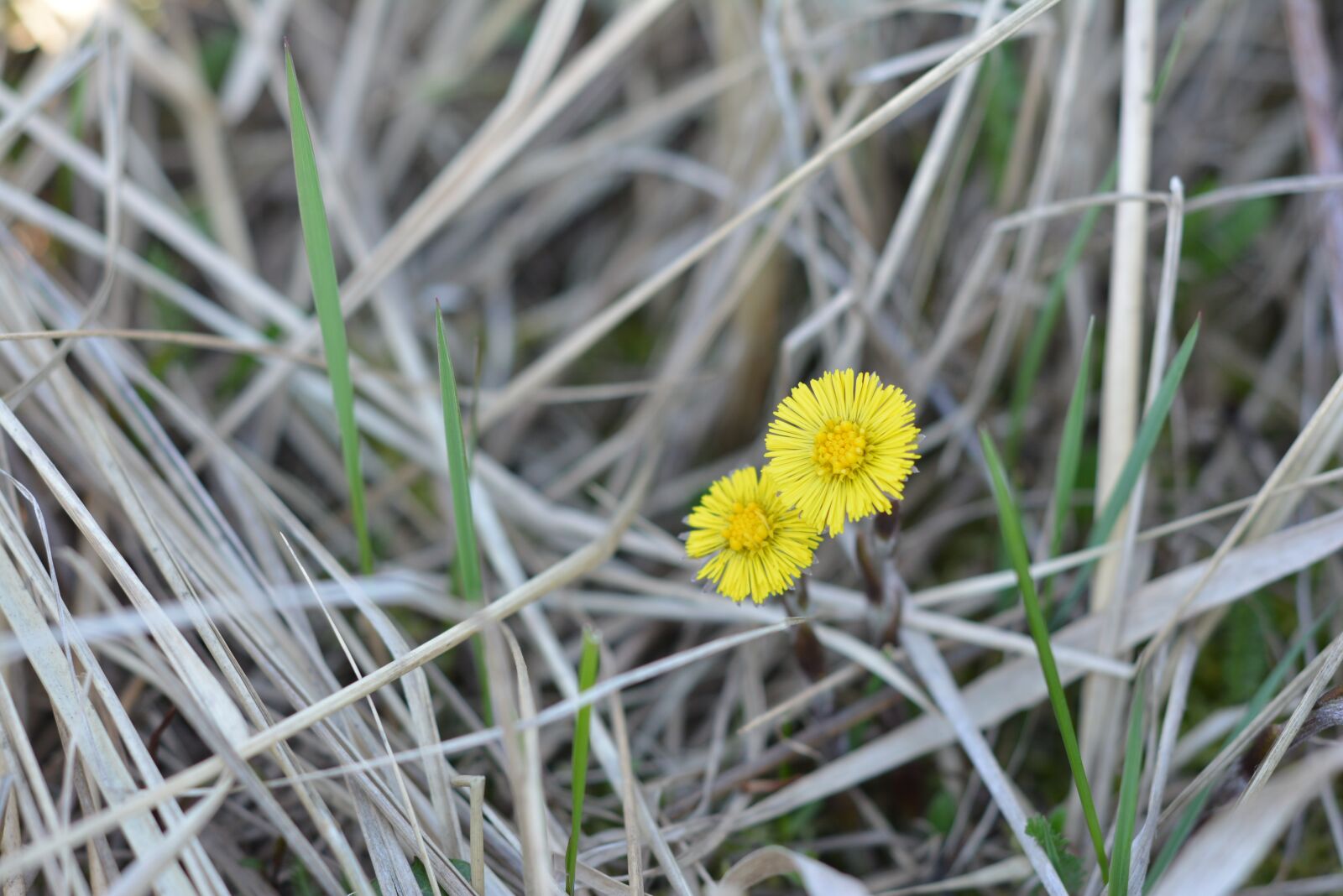 Nikon D5200 sample photo. Mother and stepmother, yellow photography