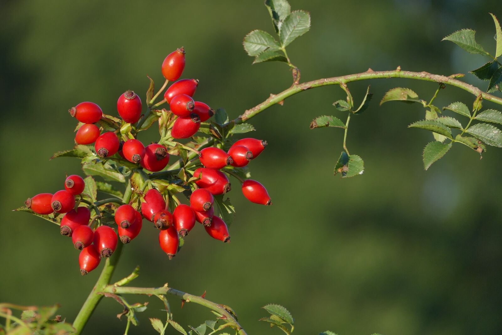 Panasonic Lumix DMC-FZ1000 sample photo. Rose hip, rose, seeds photography