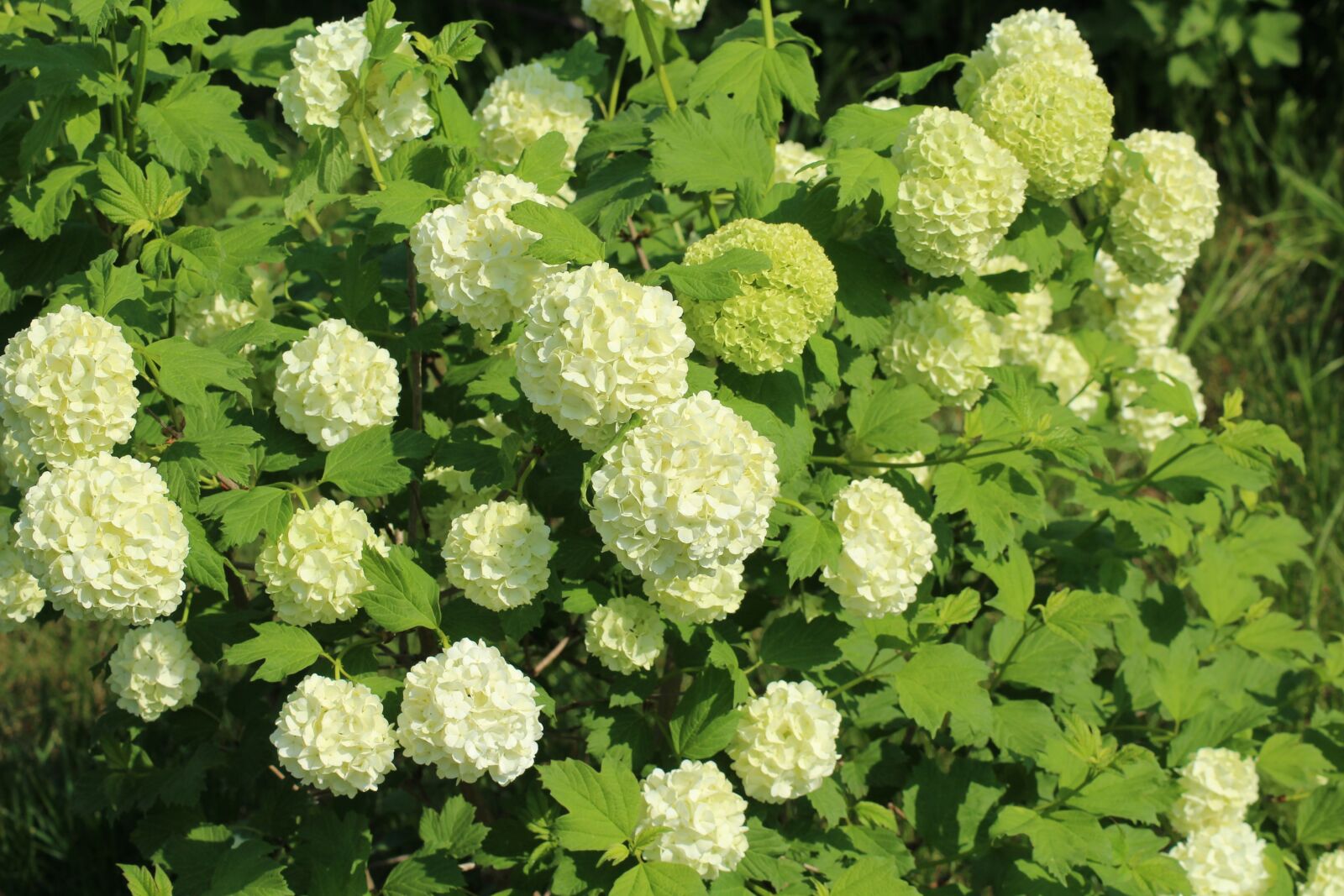 Canon EOS 1200D (EOS Rebel T5 / EOS Kiss X70 / EOS Hi) sample photo. Viburnum, bush, dashing photography