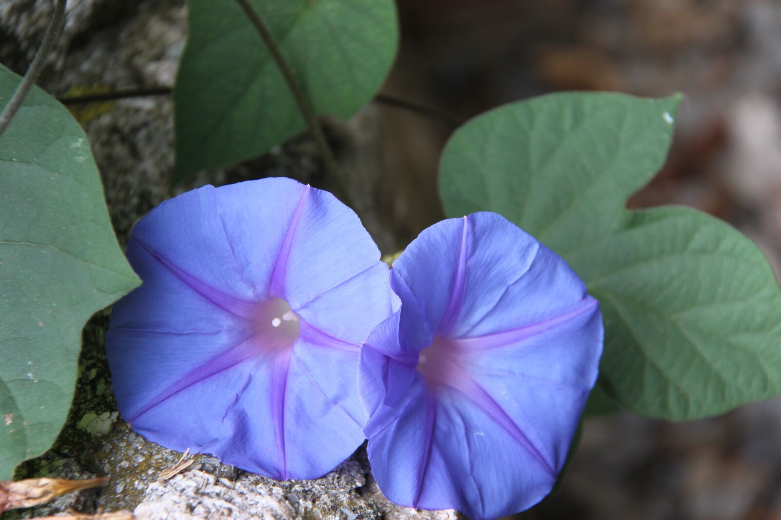 Canon EOS 500D (EOS Rebel T1i / EOS Kiss X3) sample photo. Purple, flower, purple flower photography