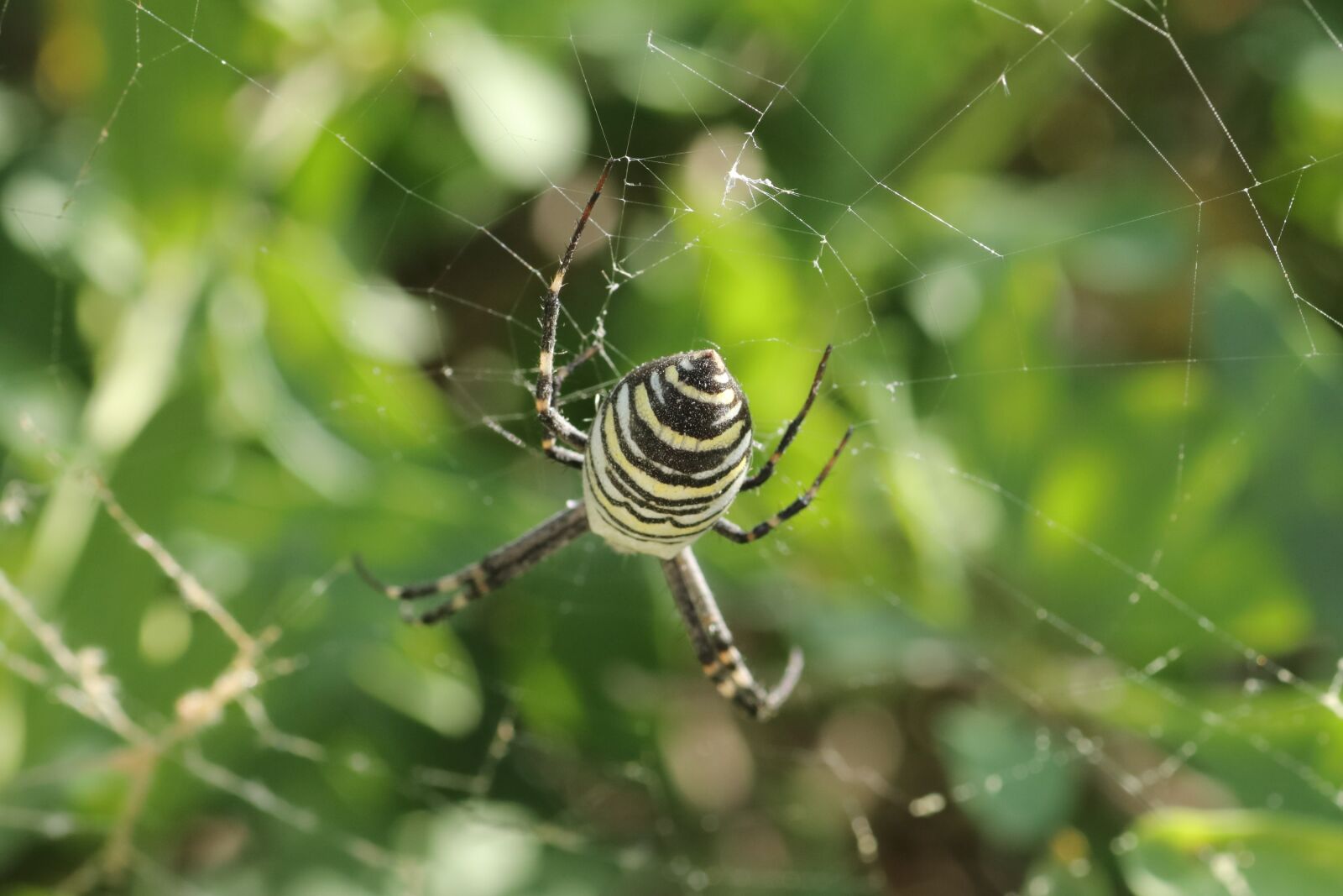 Tamron SP 90mm F2.8 Di VC USD 1:1 Macro sample photo. Spider, wasp, poisonous photography