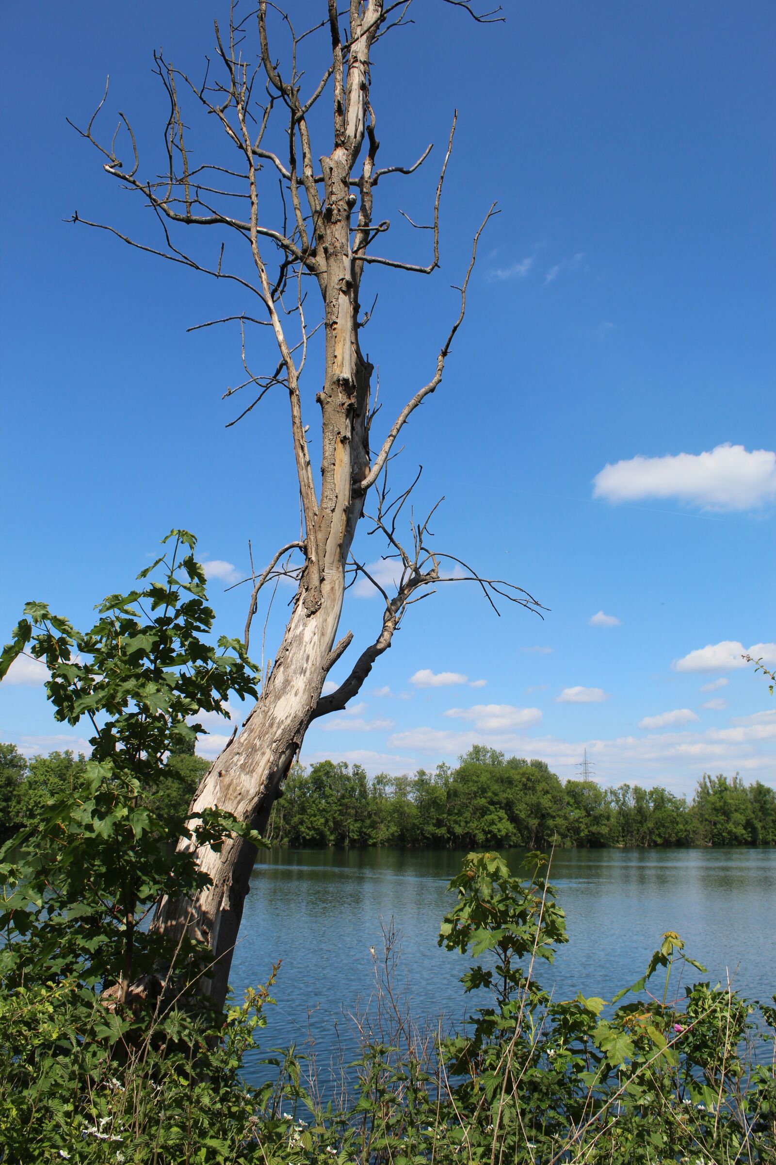 Canon EOS 4000D (EOS Rebel T100 / EOS 3000D) sample photo. Nature, tree, landscape photography