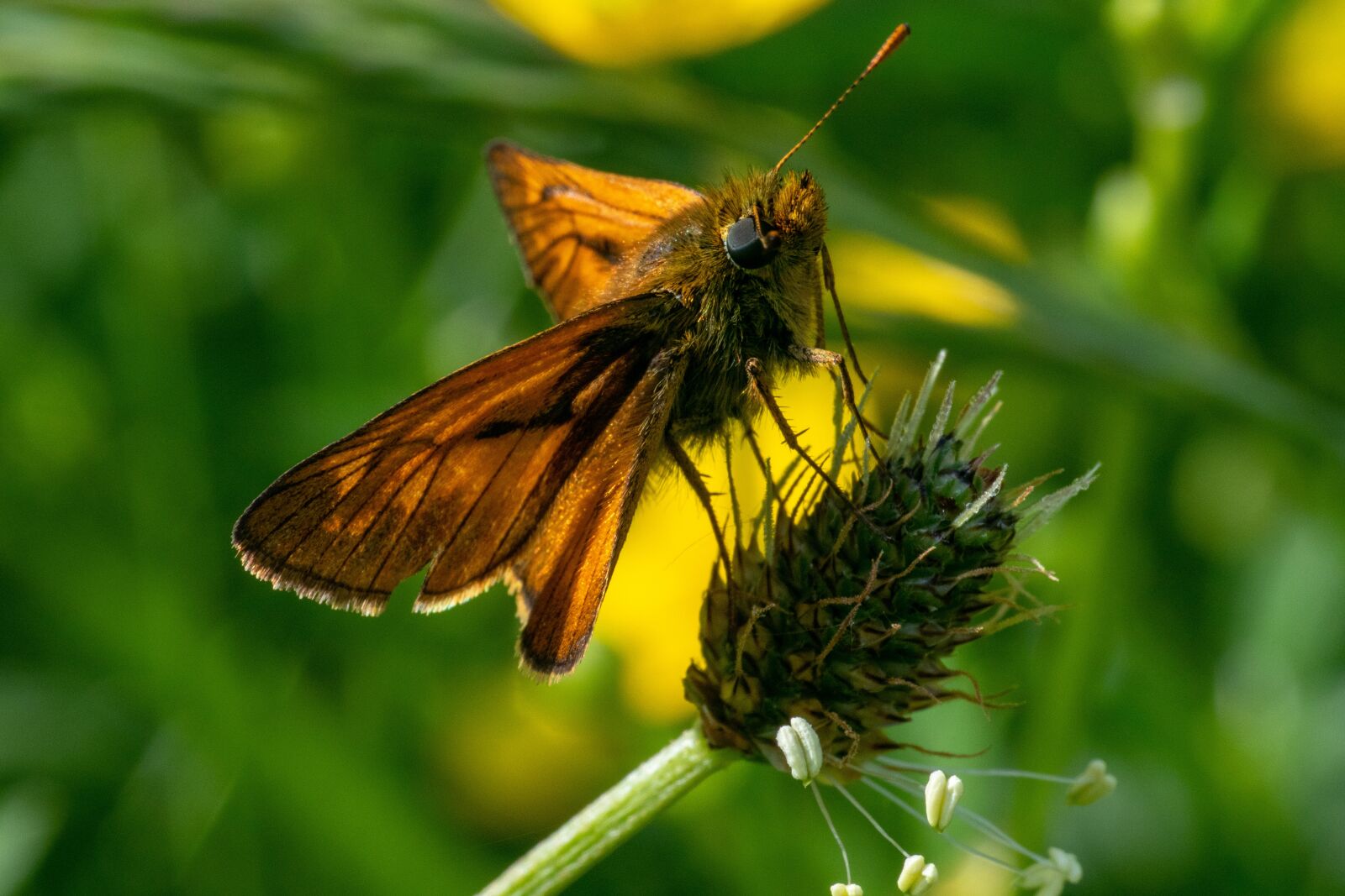 Nikon 1 Nikkor VR 30-110mm F3.8-5.6 sample photo. Skipper, insect, butterfly photography