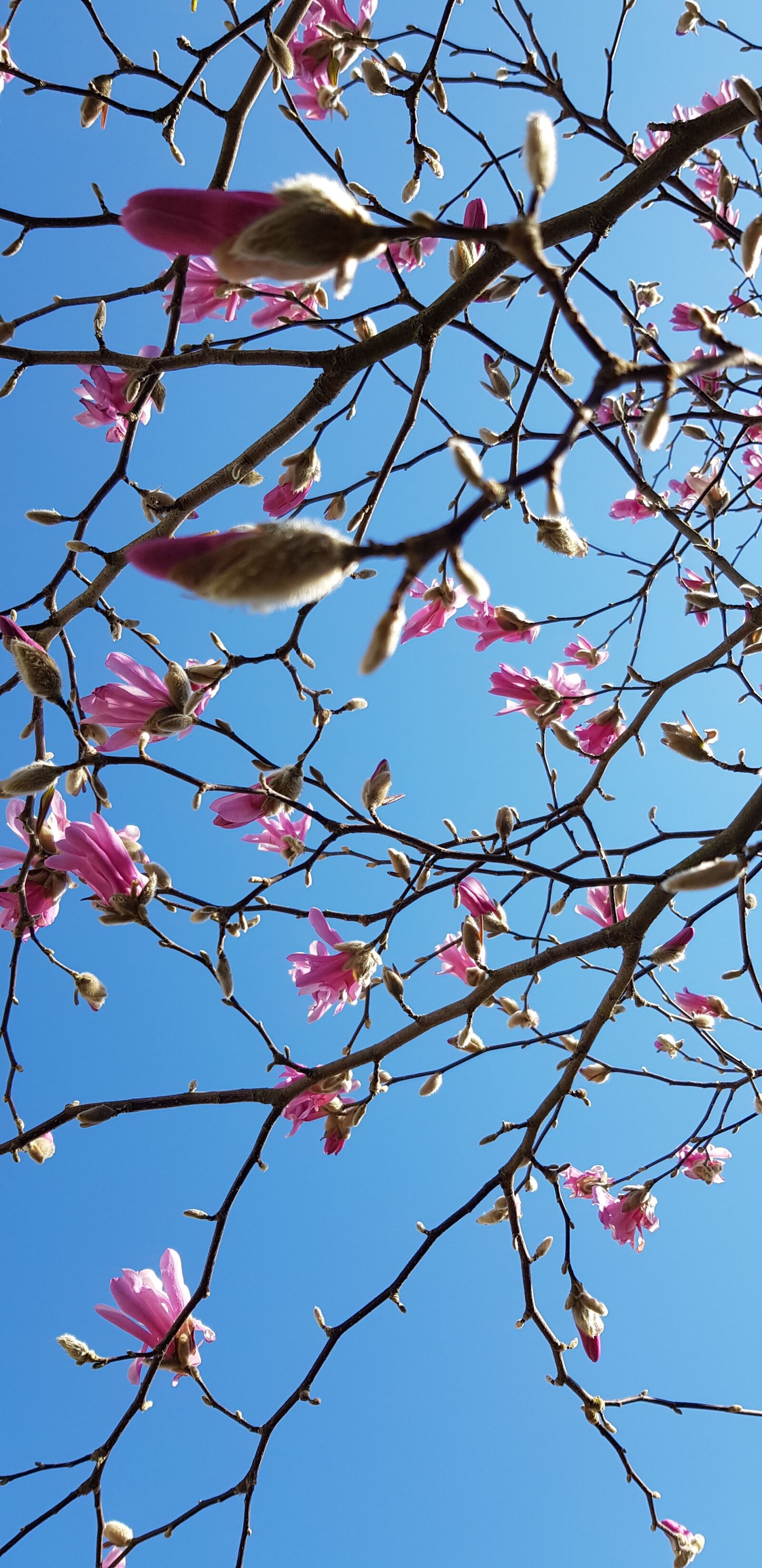 Samsung Galaxy S8+ sample photo. Spring, bloom, blossom photography