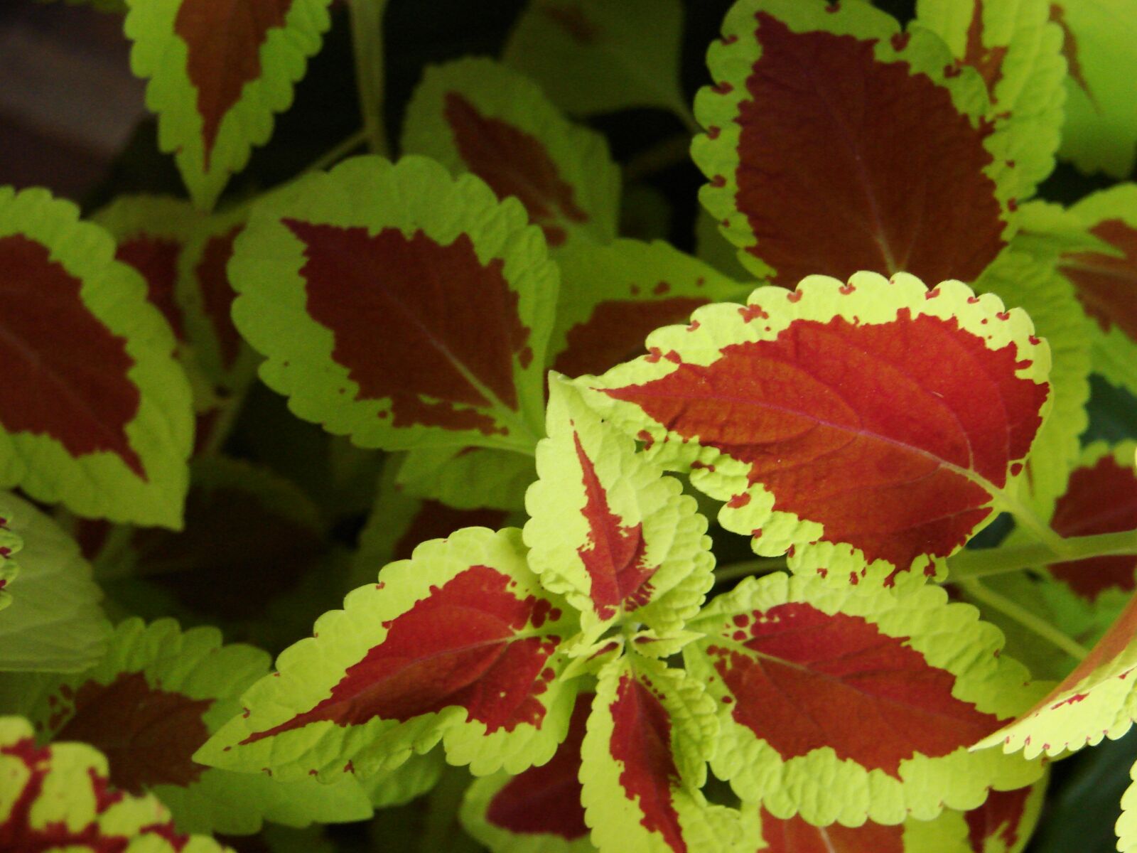 Sony DSC-H5 sample photo. Coleus, house plant, red photography