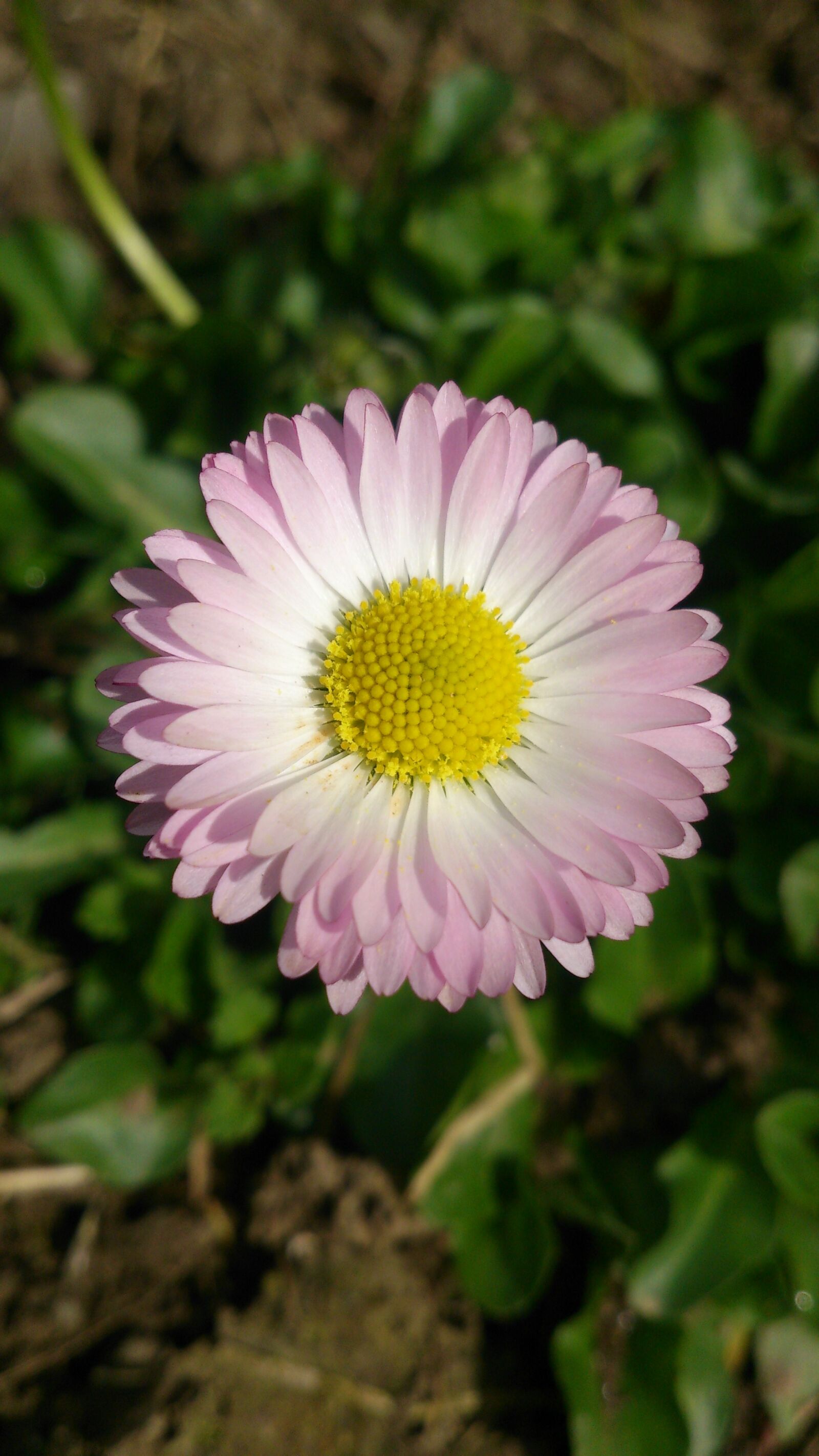 Sony Xperia V sample photo. Nature, flora, flower photography