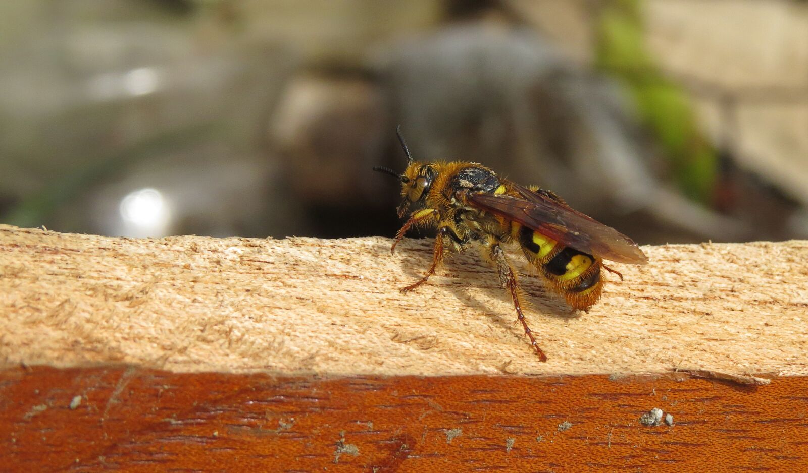 Canon PowerShot SX50 HS sample photo. Insect, yellow jacket, nature photography
