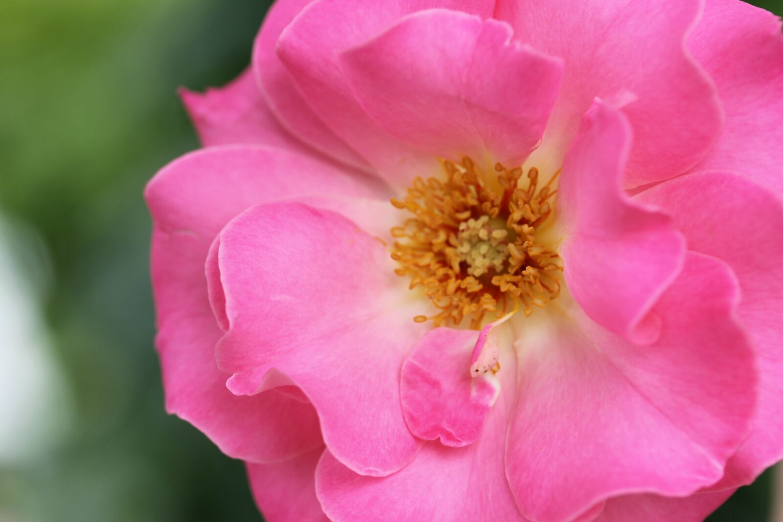 Canon EF-S 60mm F2.8 Macro USM sample photo. Rose, flower, garden photography