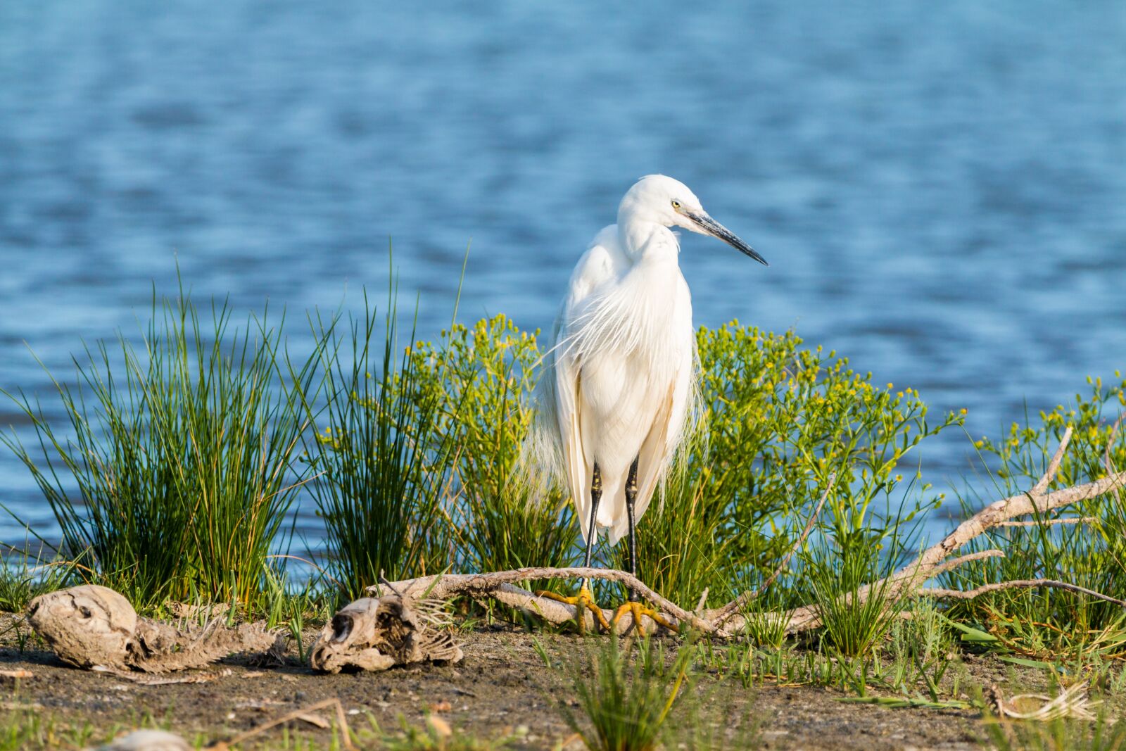 150-600mm F5-6.3 DG OS HSM | Contemporary 015 sample photo. Little egret, white heron photography