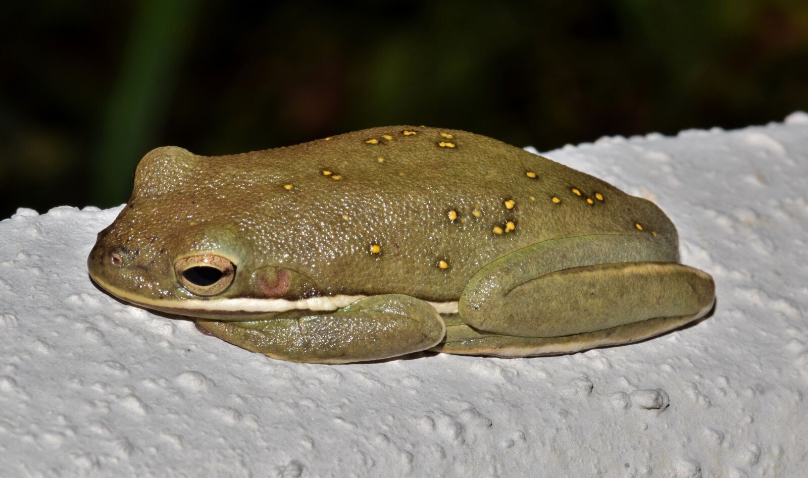 Nikon D5300 sample photo. Frog, tree frog, american photography