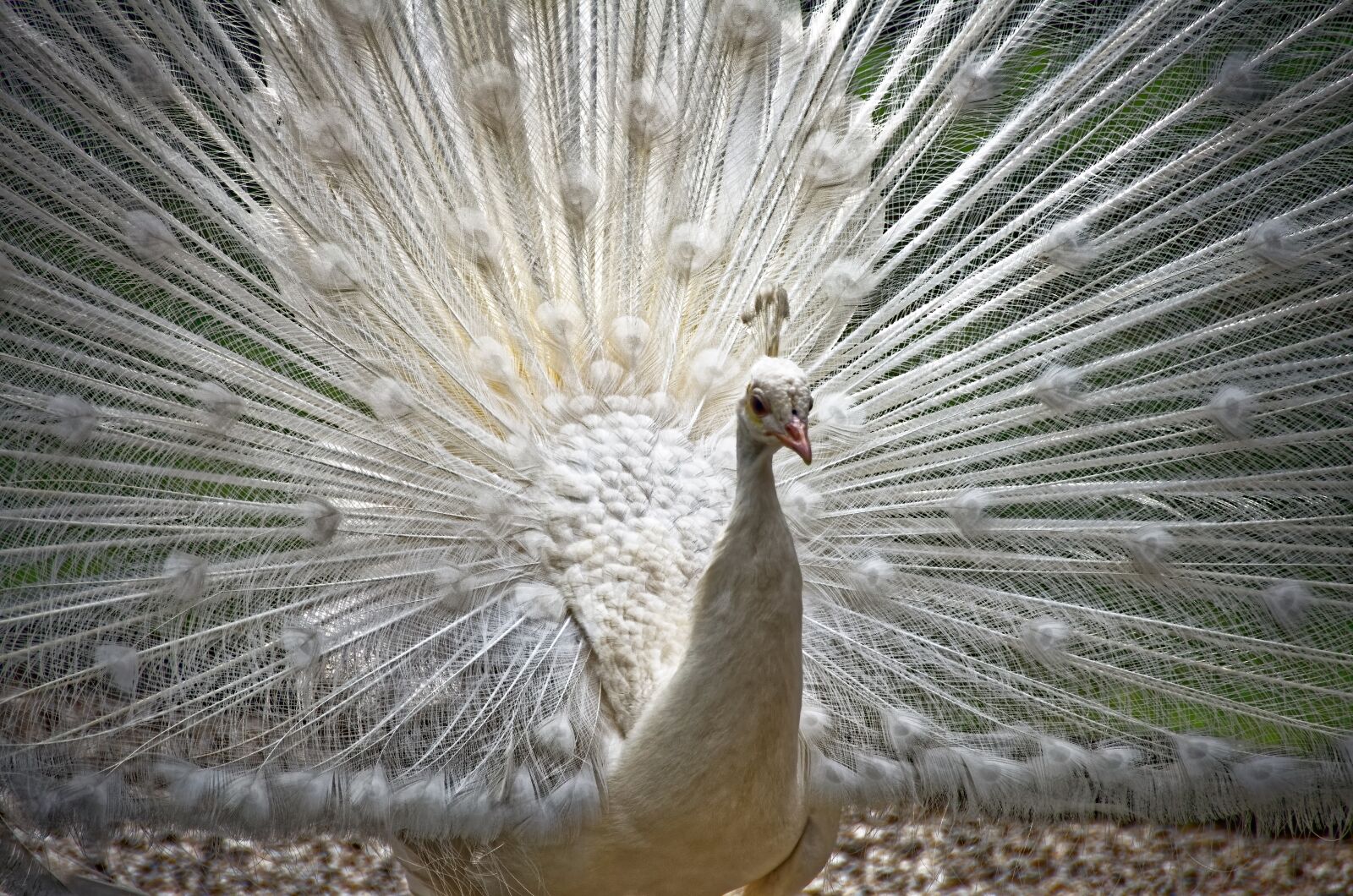 Nikon D7000 sample photo. Peacock, white peacock, plumage photography