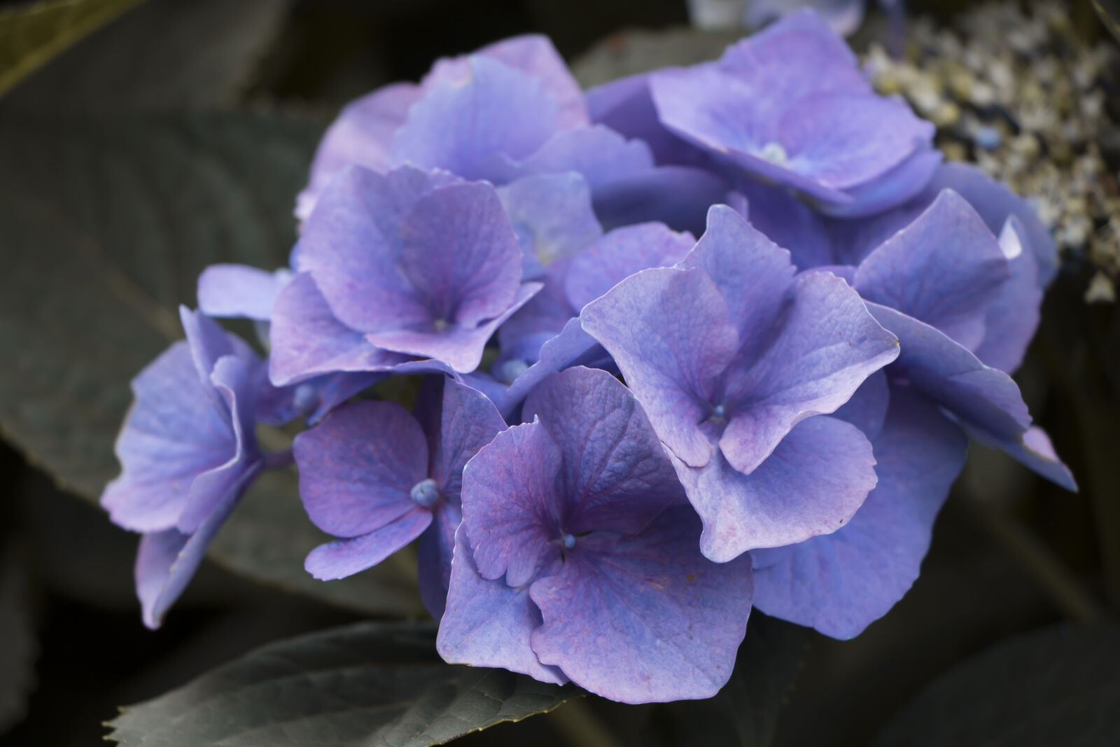 Canon EOS 750D (EOS Rebel T6i / EOS Kiss X8i) sample photo. Flower, purple, purple, flowers photography