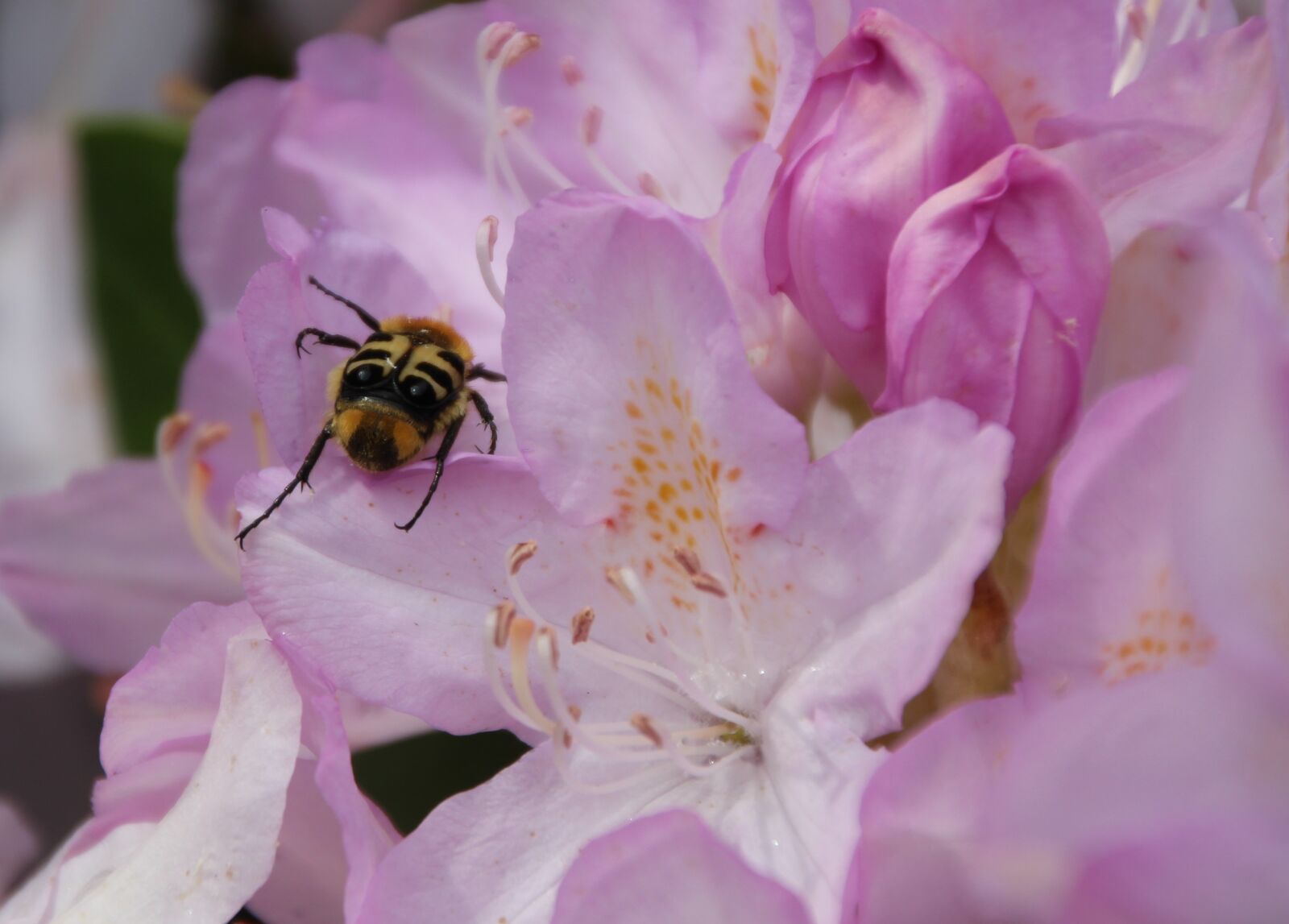 Canon EOS 650D (EOS Rebel T4i / EOS Kiss X6i) sample photo. Brush beetle, insect, beetle photography