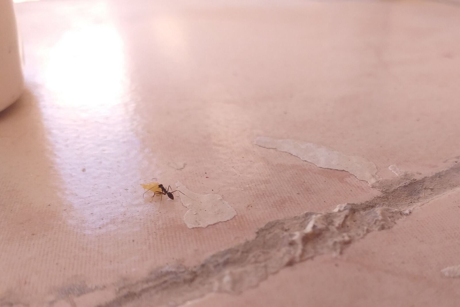 Samsung Galaxy J6+ sample photo. Ant, hardworking ant, black photography