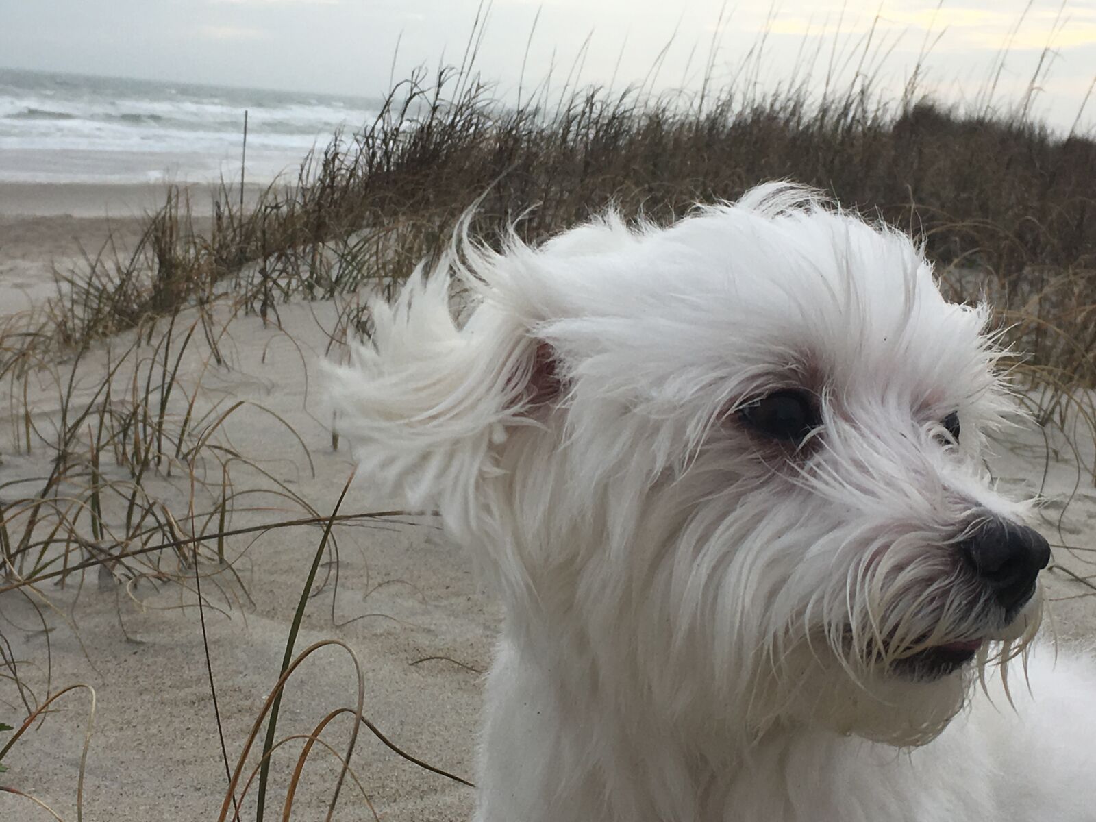 Apple iPhone 6s sample photo. Uke, dog, maltese photography