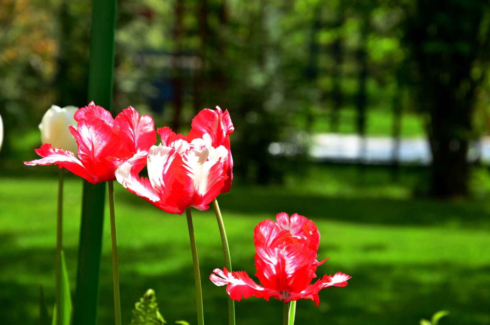 Nikon D5100 sample photo