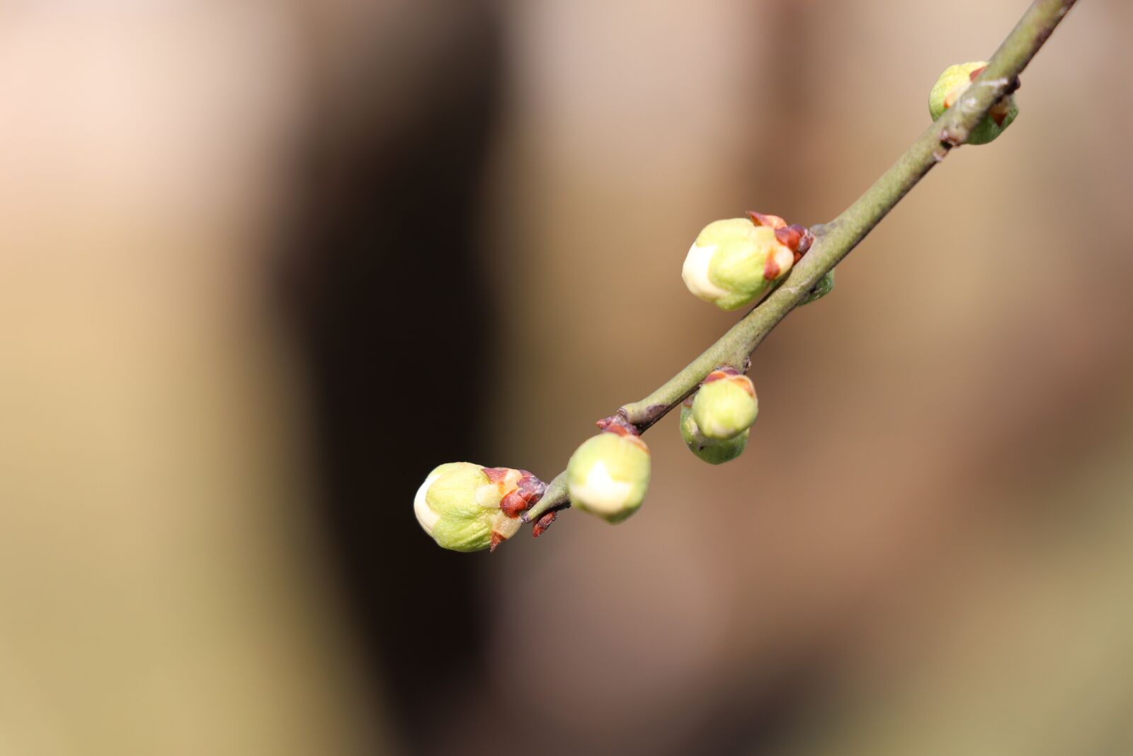 Canon EF-S 18-135mm F3.5-5.6 IS USM sample photo. Nature, bloom, chinese new photography
