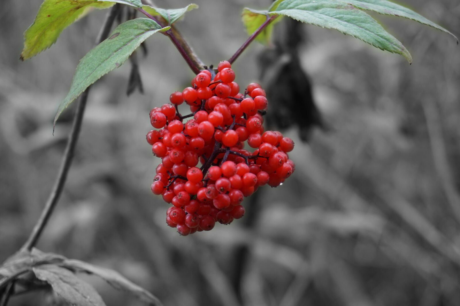 Sony a6000 sample photo. Nature, berries, summer photography