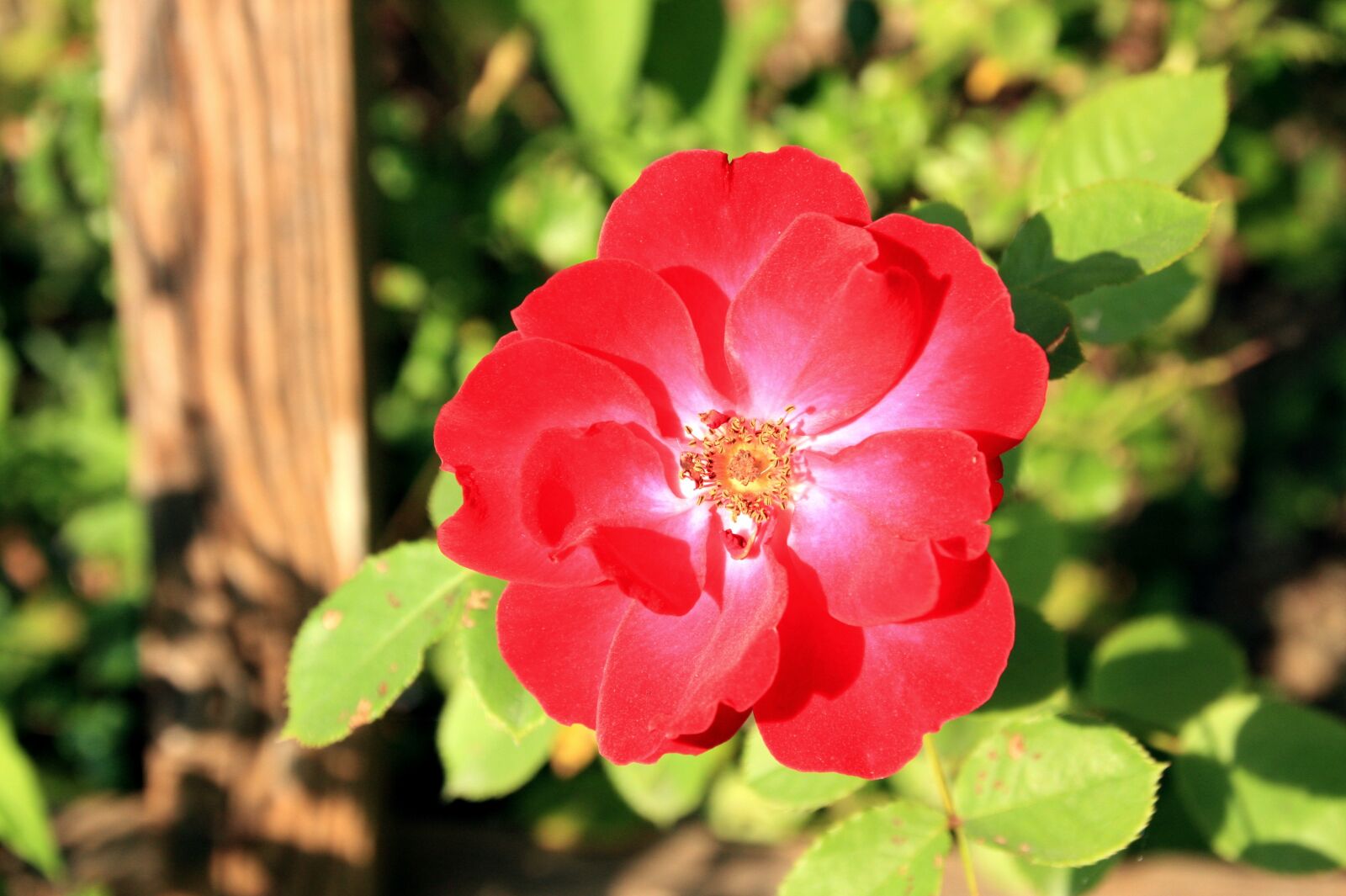 Canon EOS 450D (EOS Rebel XSi / EOS Kiss X2) sample photo. Flower, red, petals photography