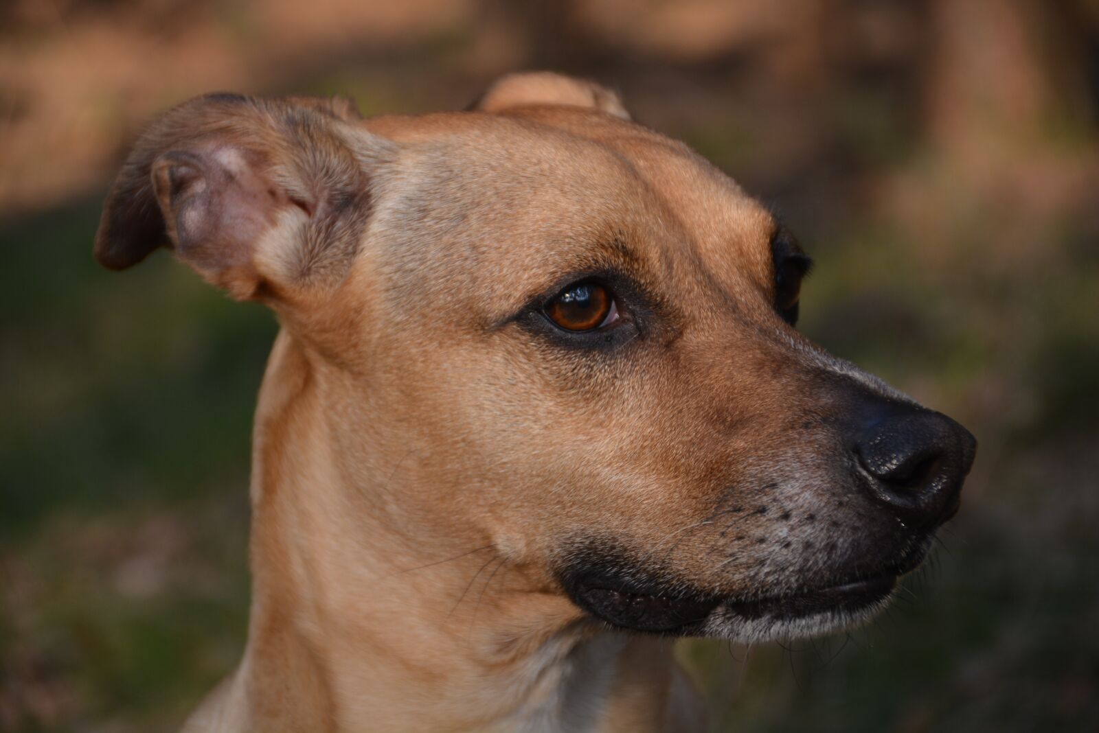 Nikon D5200 sample photo. Dog, ears back, brown photography
