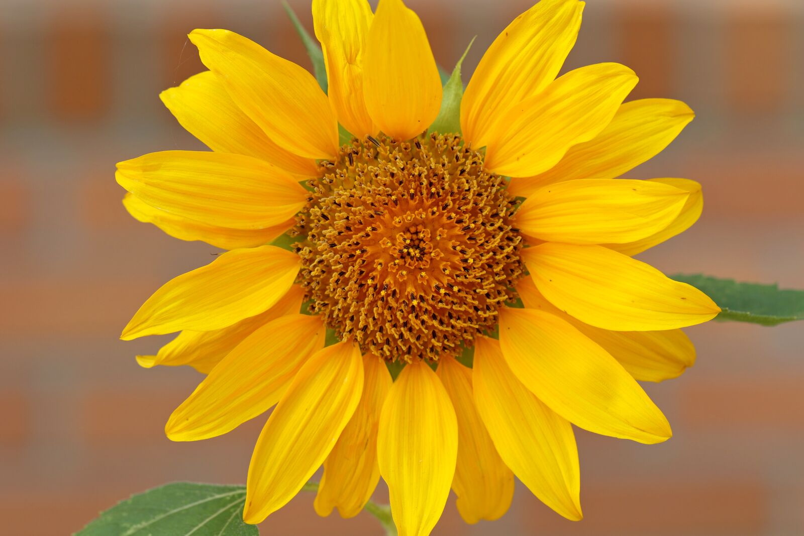 Canon EOS 7D Mark II sample photo. Sunflower, plants, flowers photography